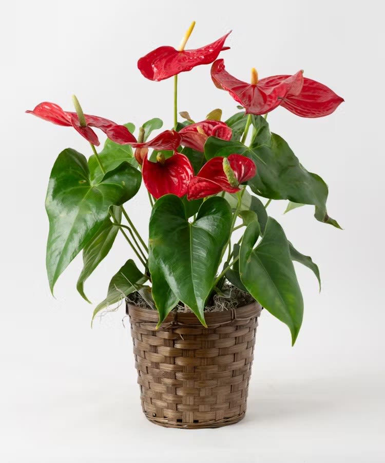 Red anthurium plant with glossy heart-shaped blooms in a brown woven basket pot