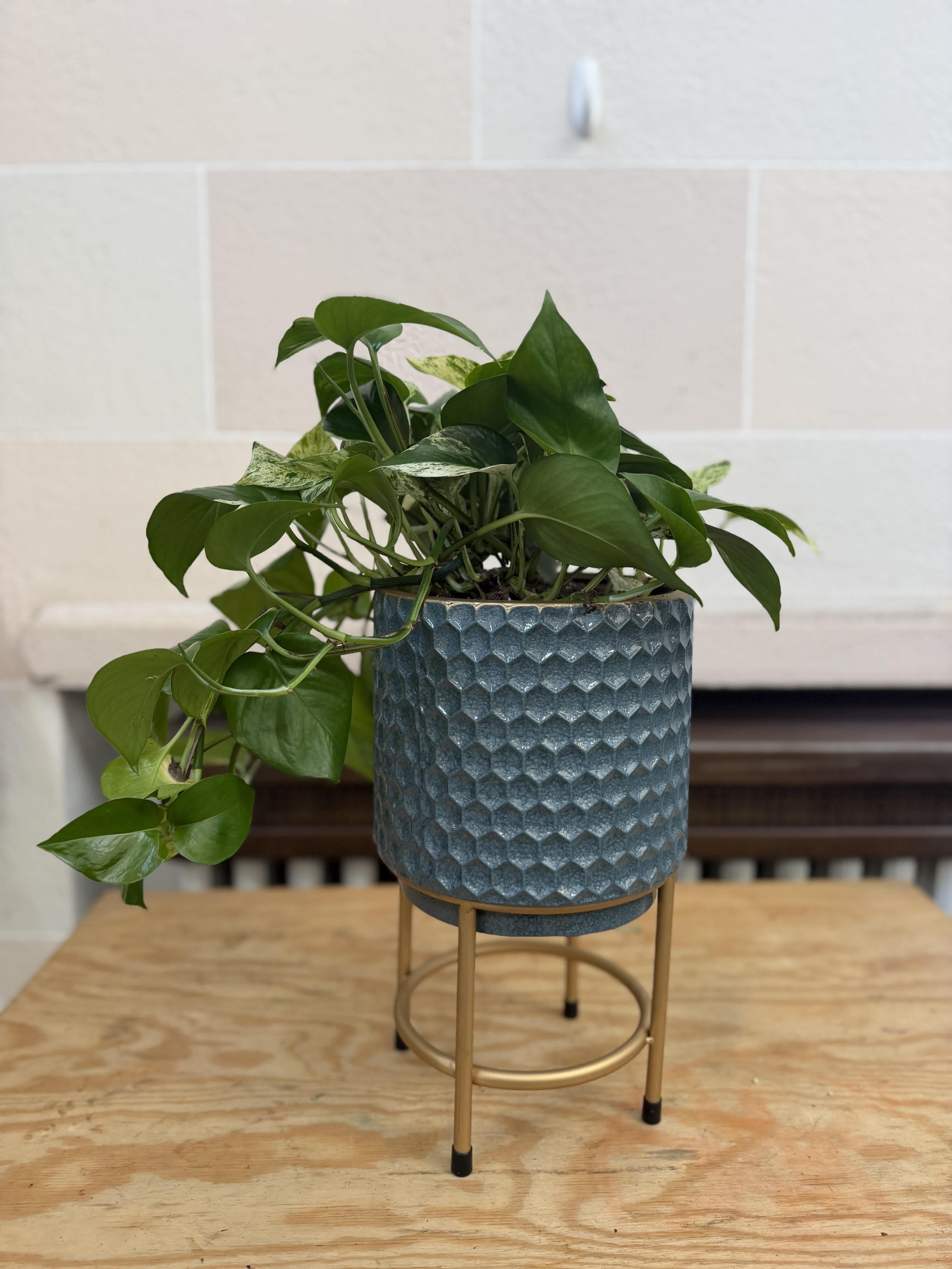 Potted trailing green houseplant in a textured blue planter on a gold stand