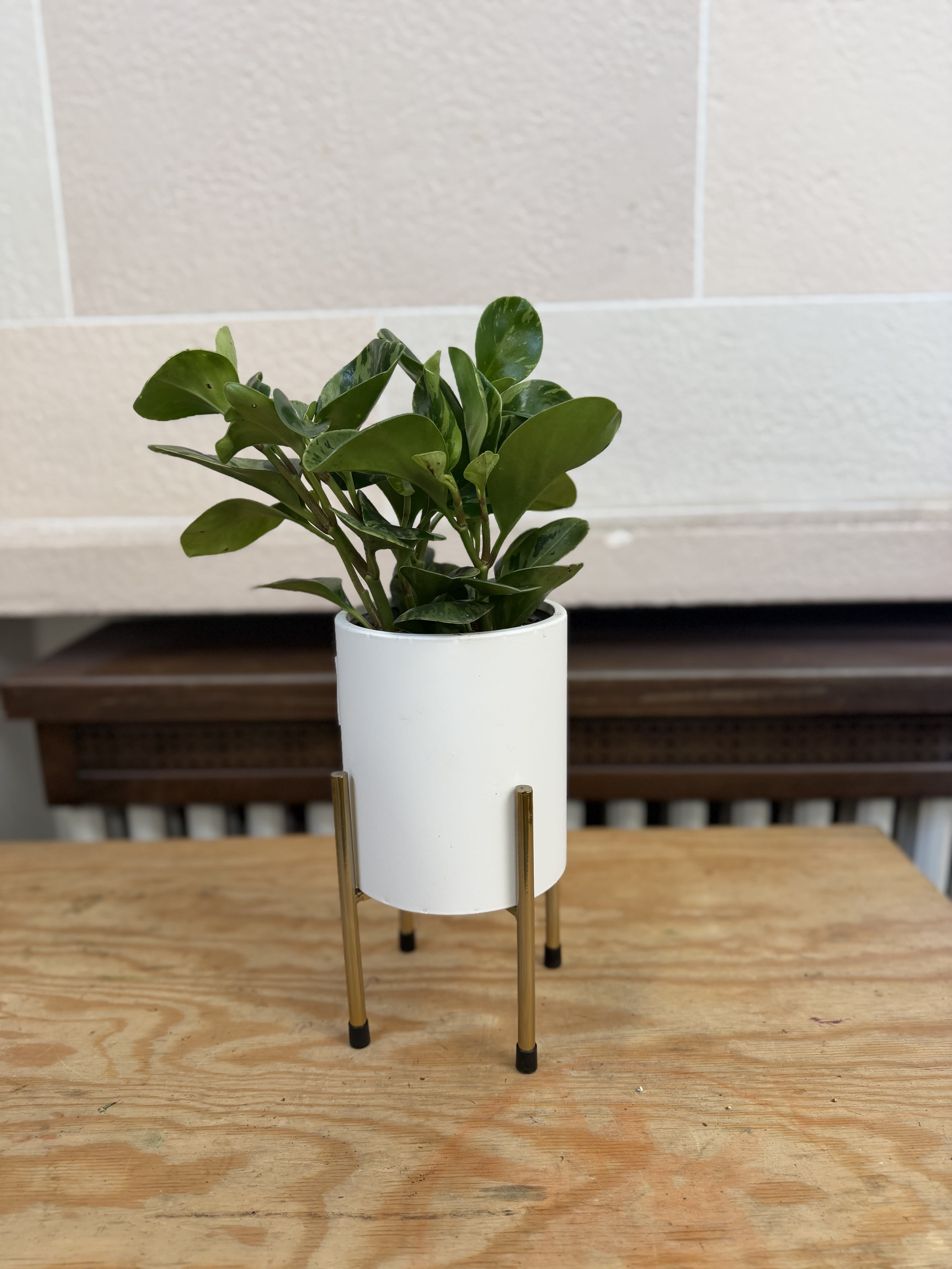 Small green potted plant in a white planter on a gold stand
