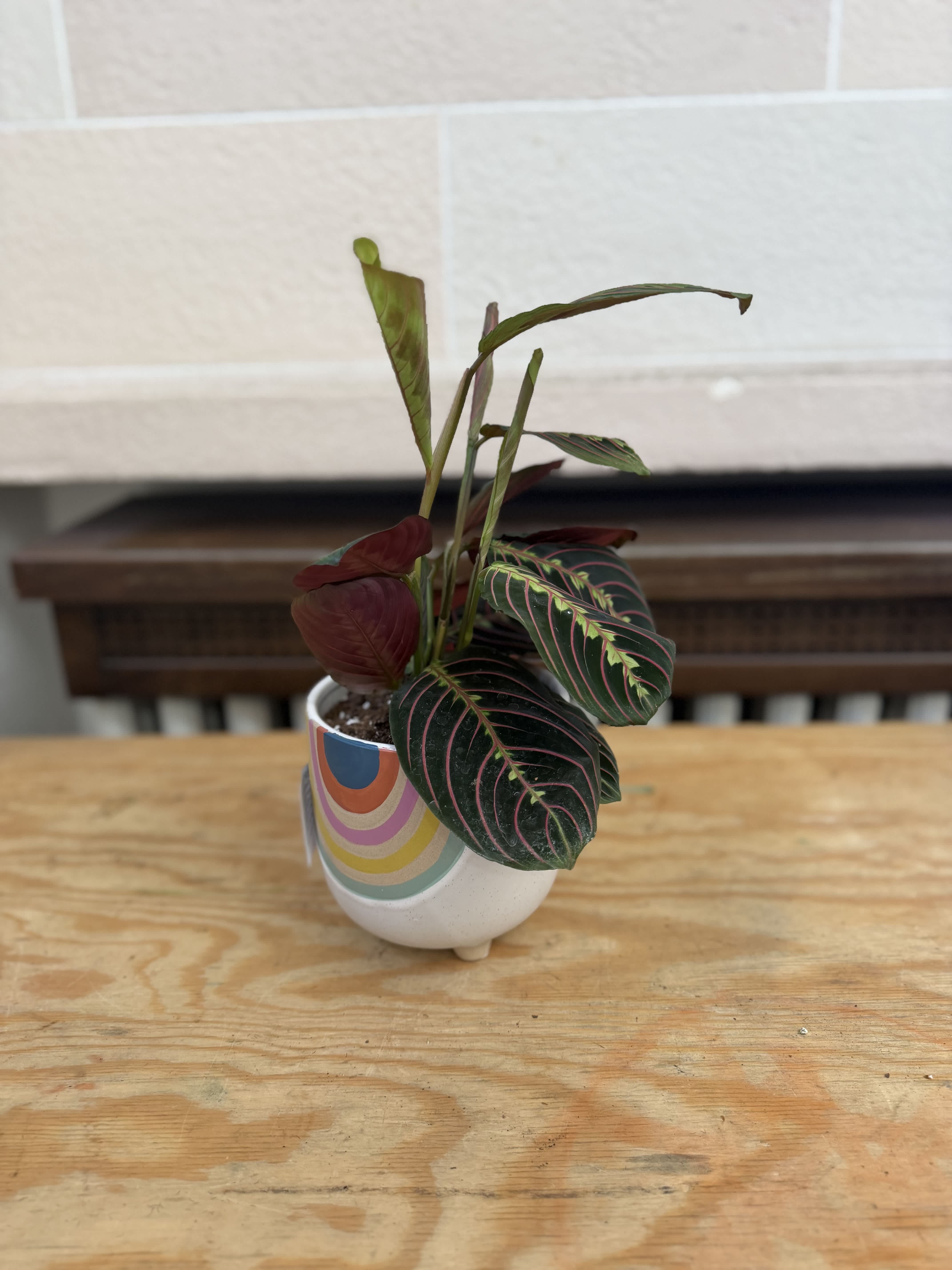 Small potted plant with dark veined leaves in a patterned ceramic pot