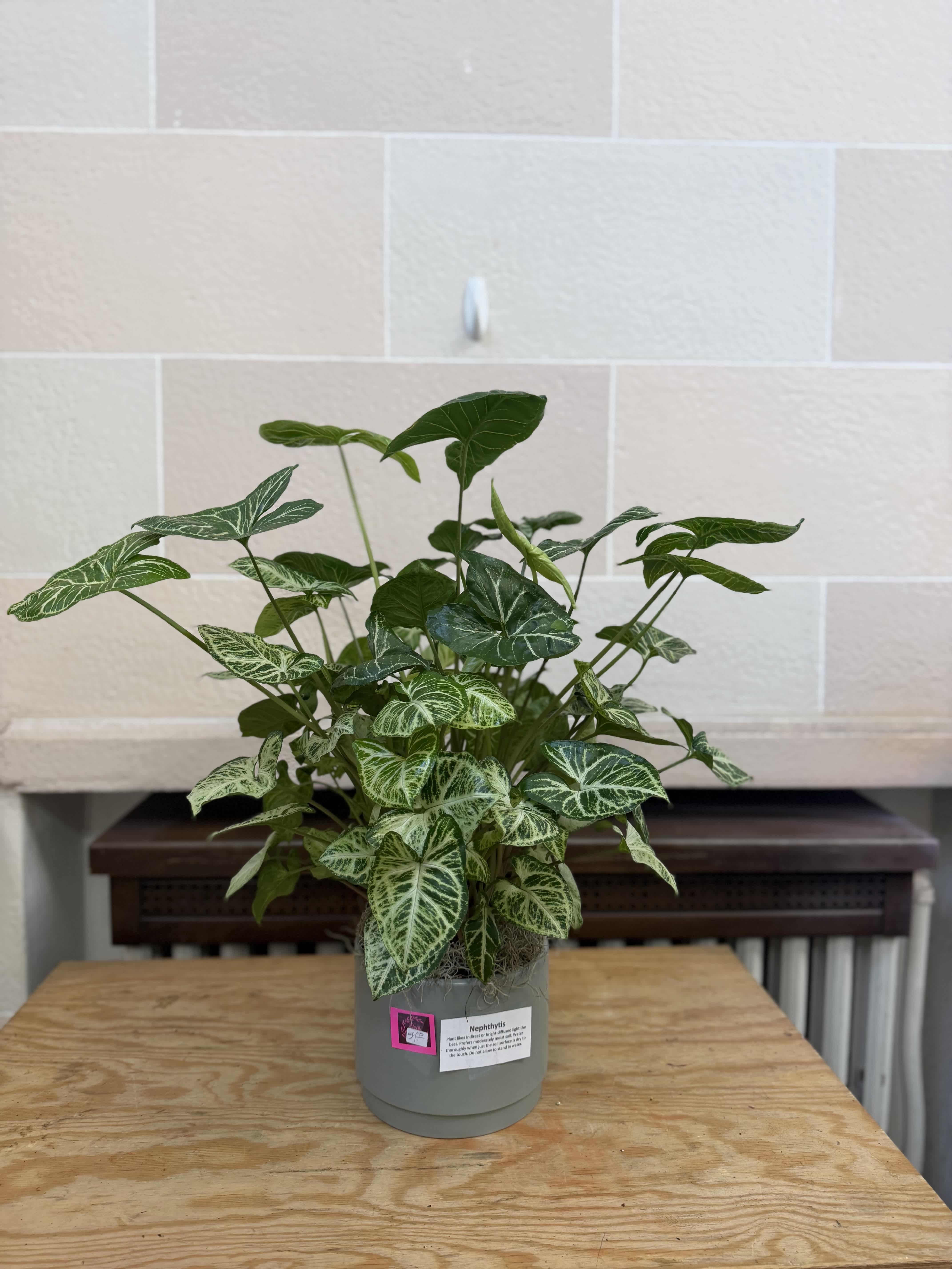 Potted syngonium plant with variegated green leaves in a gray container