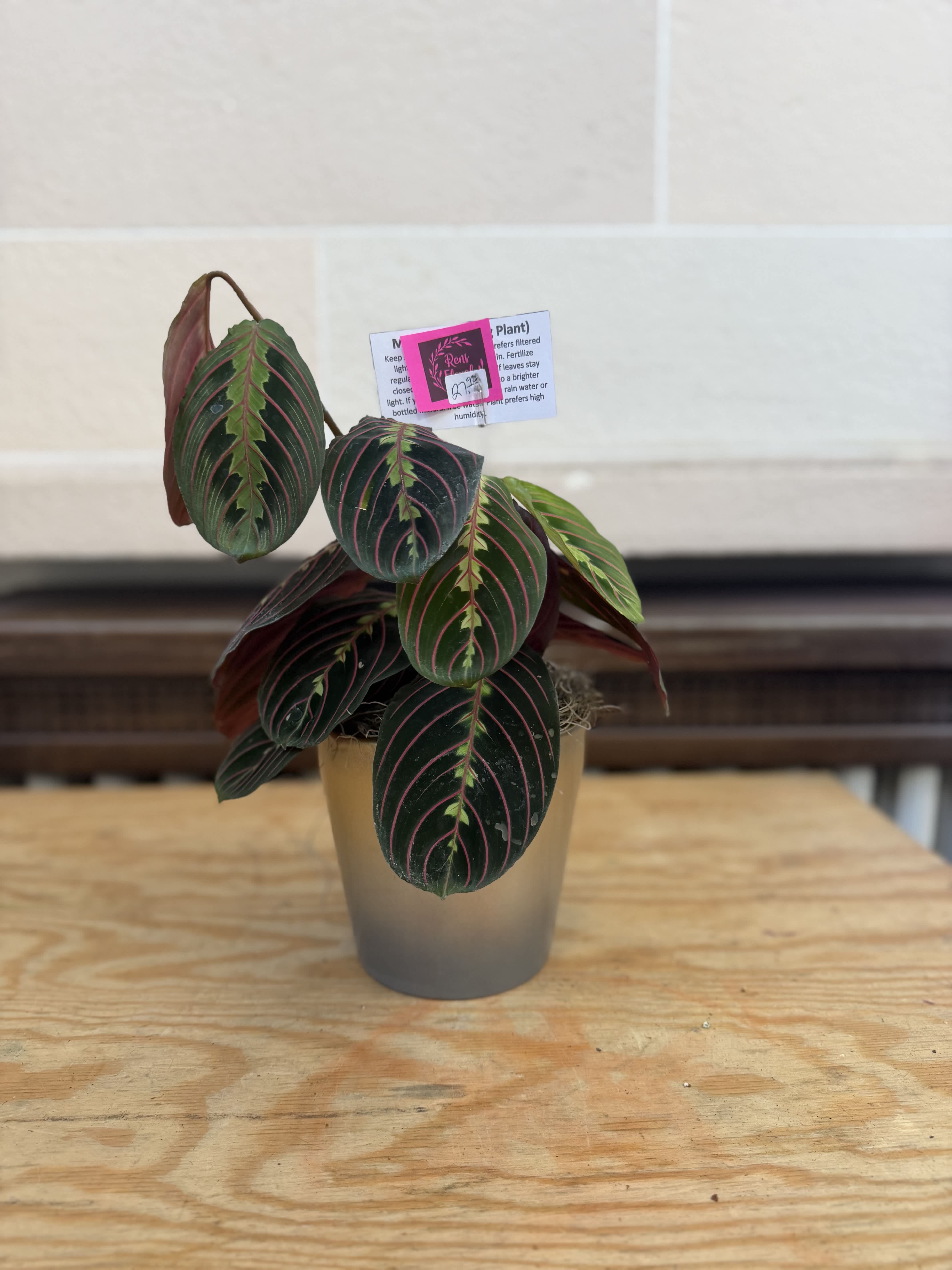 Potted plant with dark green leaves and pink veins in a gray pot
