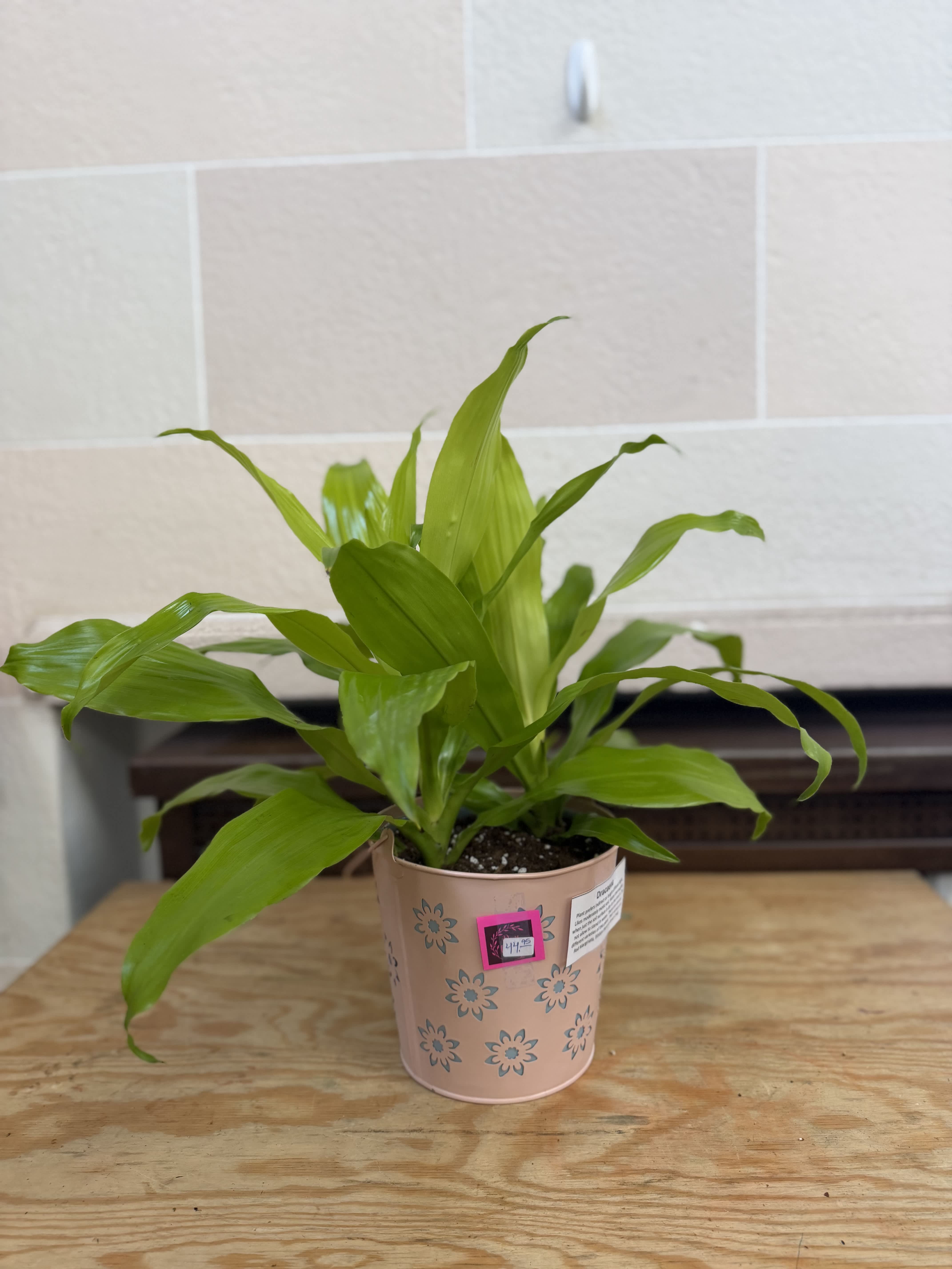 Potted green houseplant in a pink decorative tin