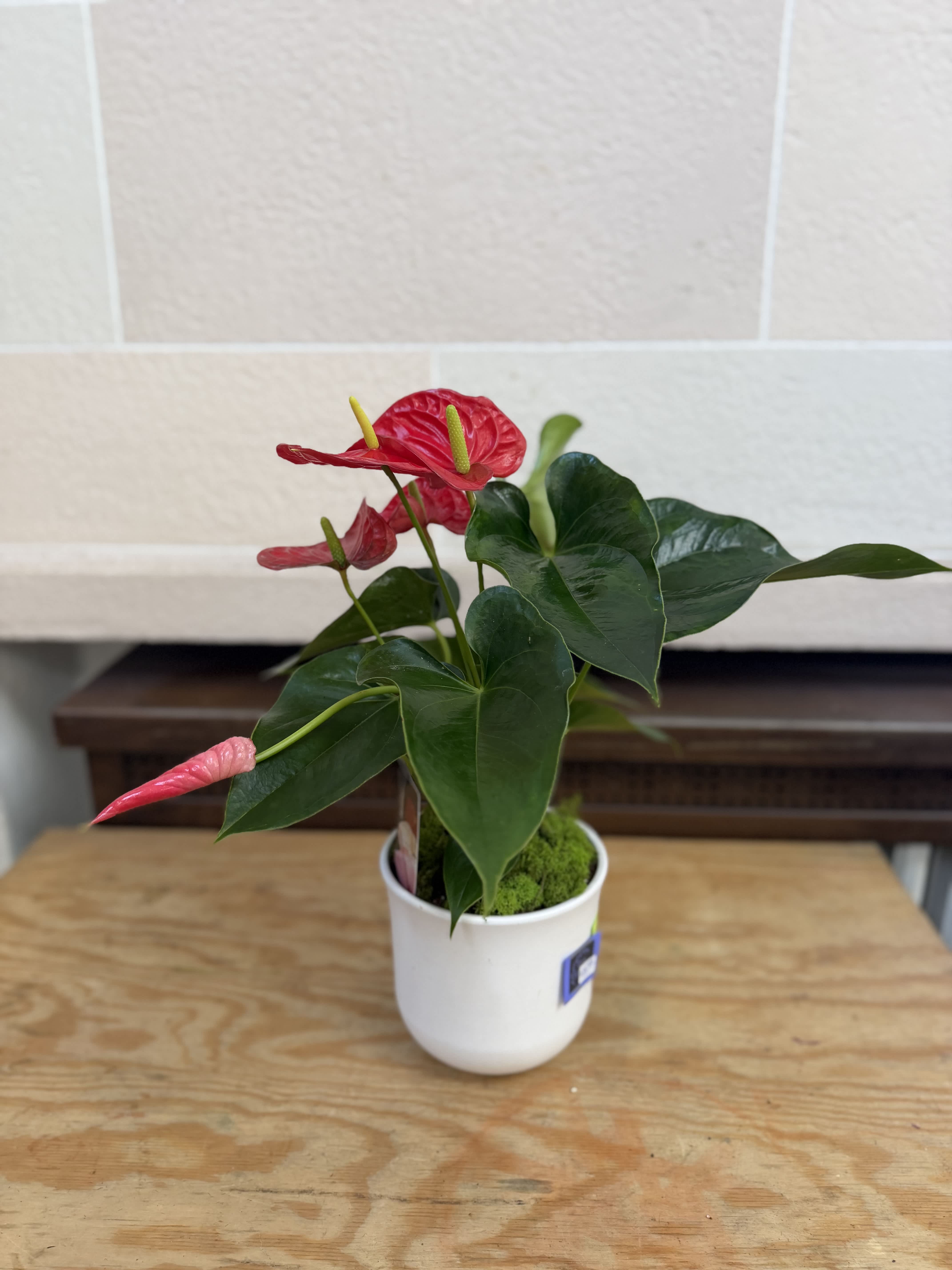 Potted anthurium plant with red blooms in a white container