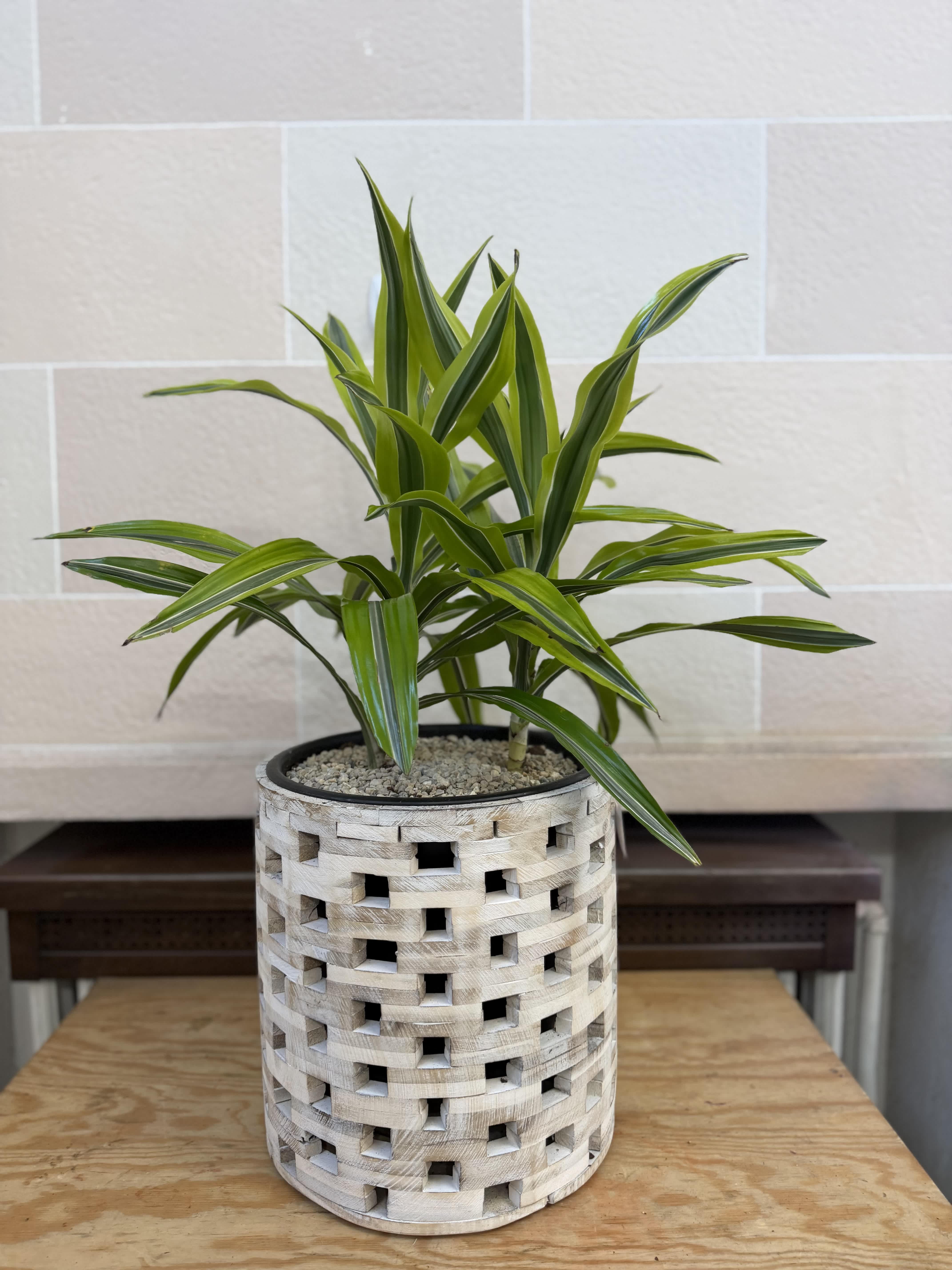 Potted green dracaena plant in a woven decorative container