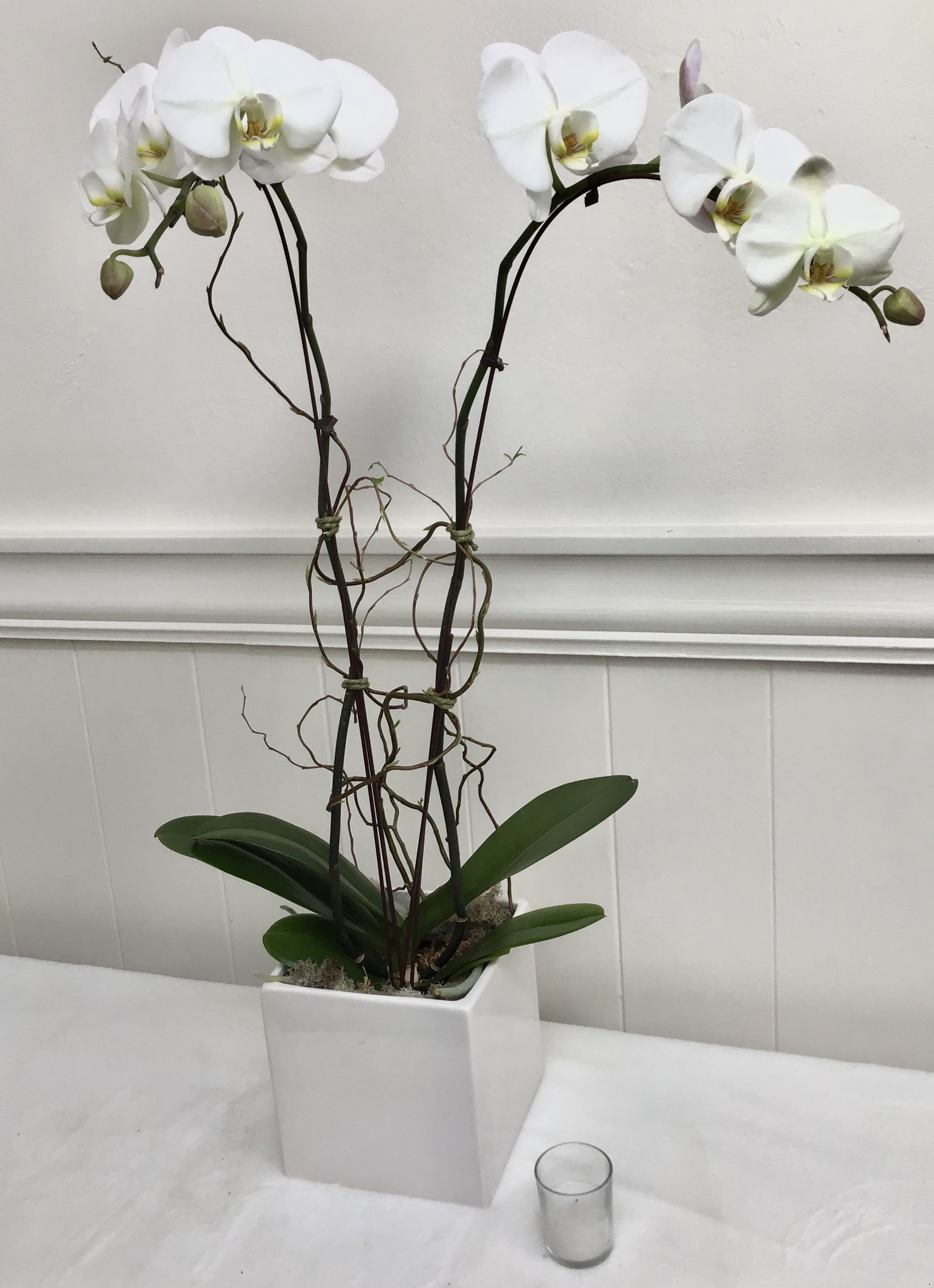 White orchid plant in a square white pot