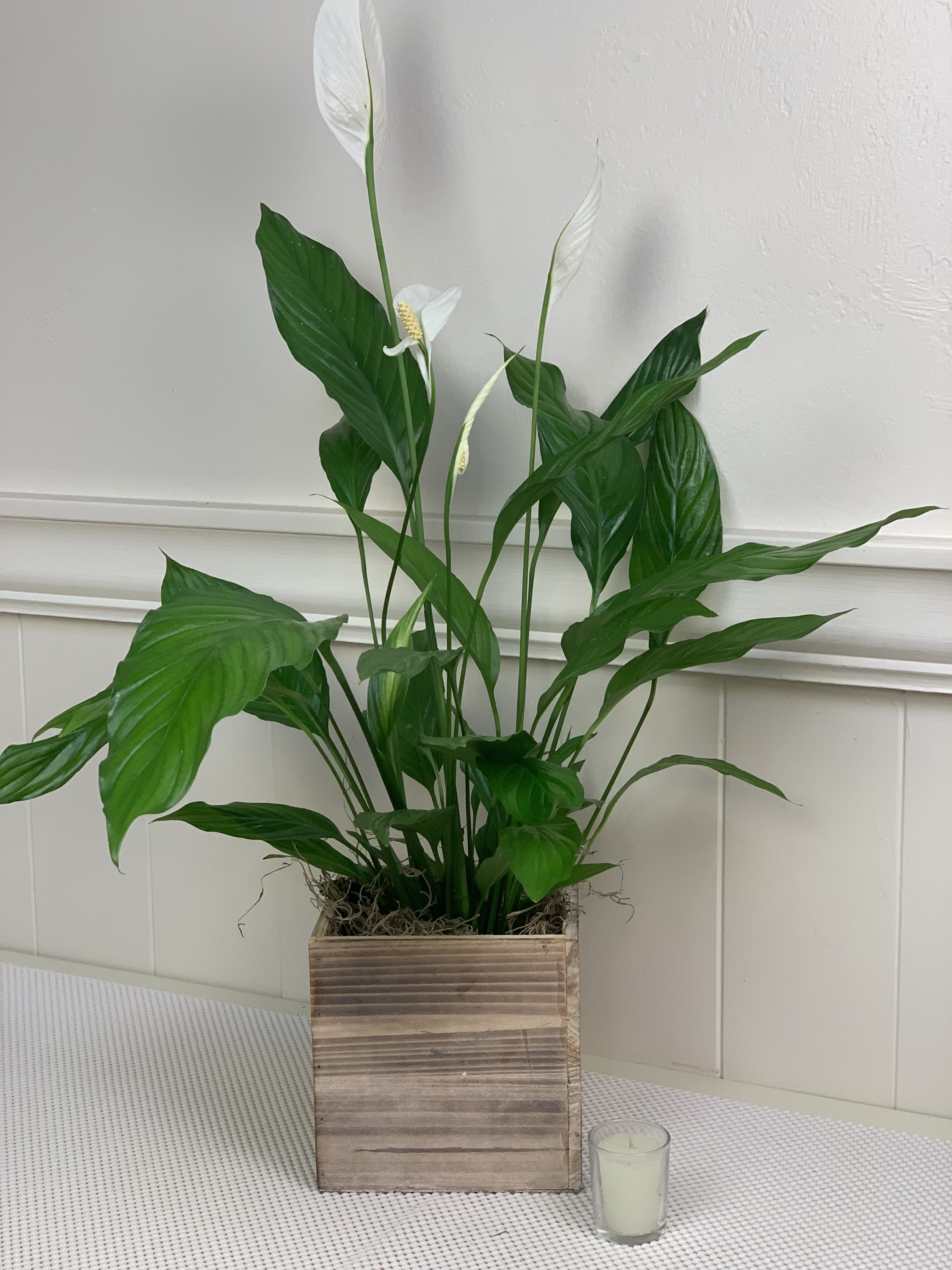 Potted peace lily with white blooms in a wooden planter