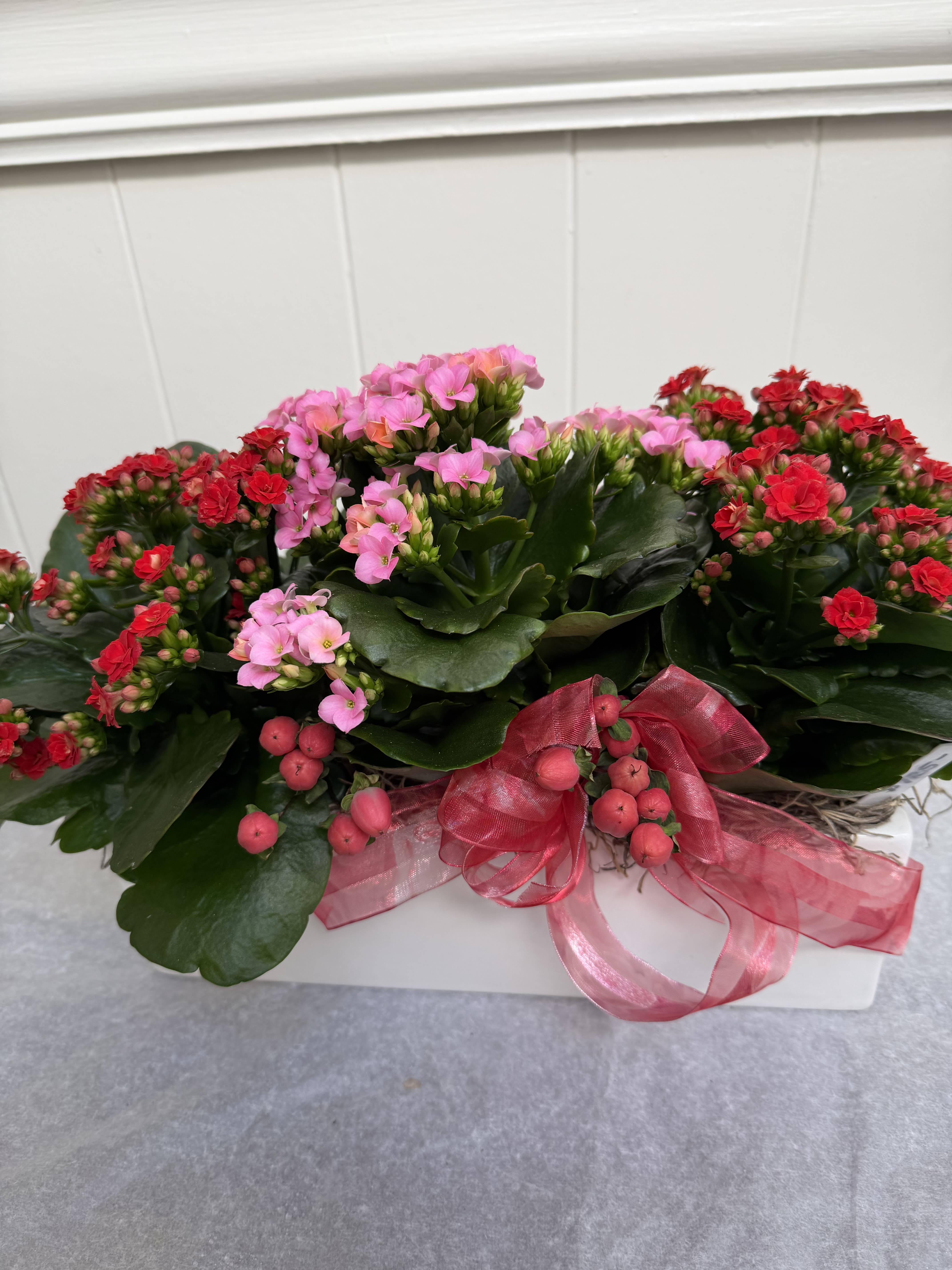 Potted kalanchoe plants with pink and red blooms and a pink ribbon