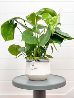 Potted green houseplant in a white ceramic pot