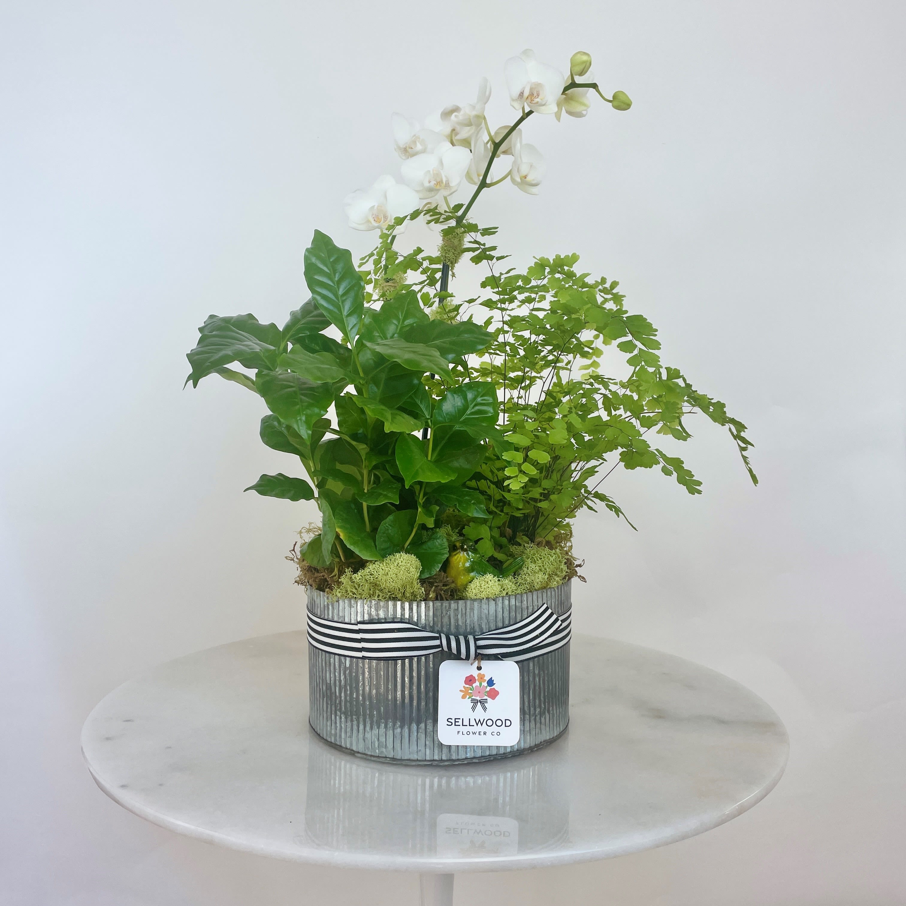 White orchid plant in a striped metal container with a ribbon