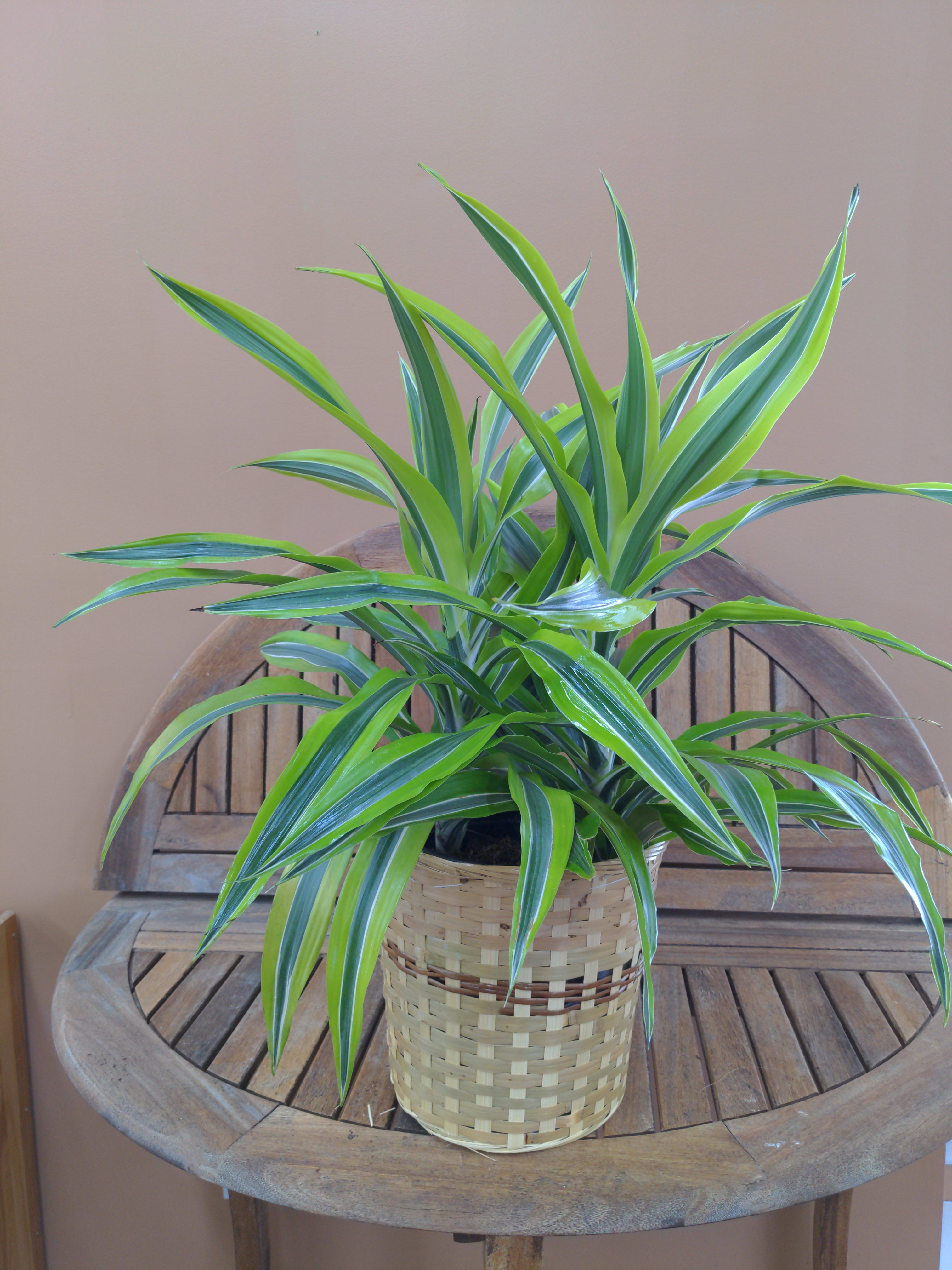 GPM Lemon Lime Dracaena - Green Plant in Medium Wicker Basket