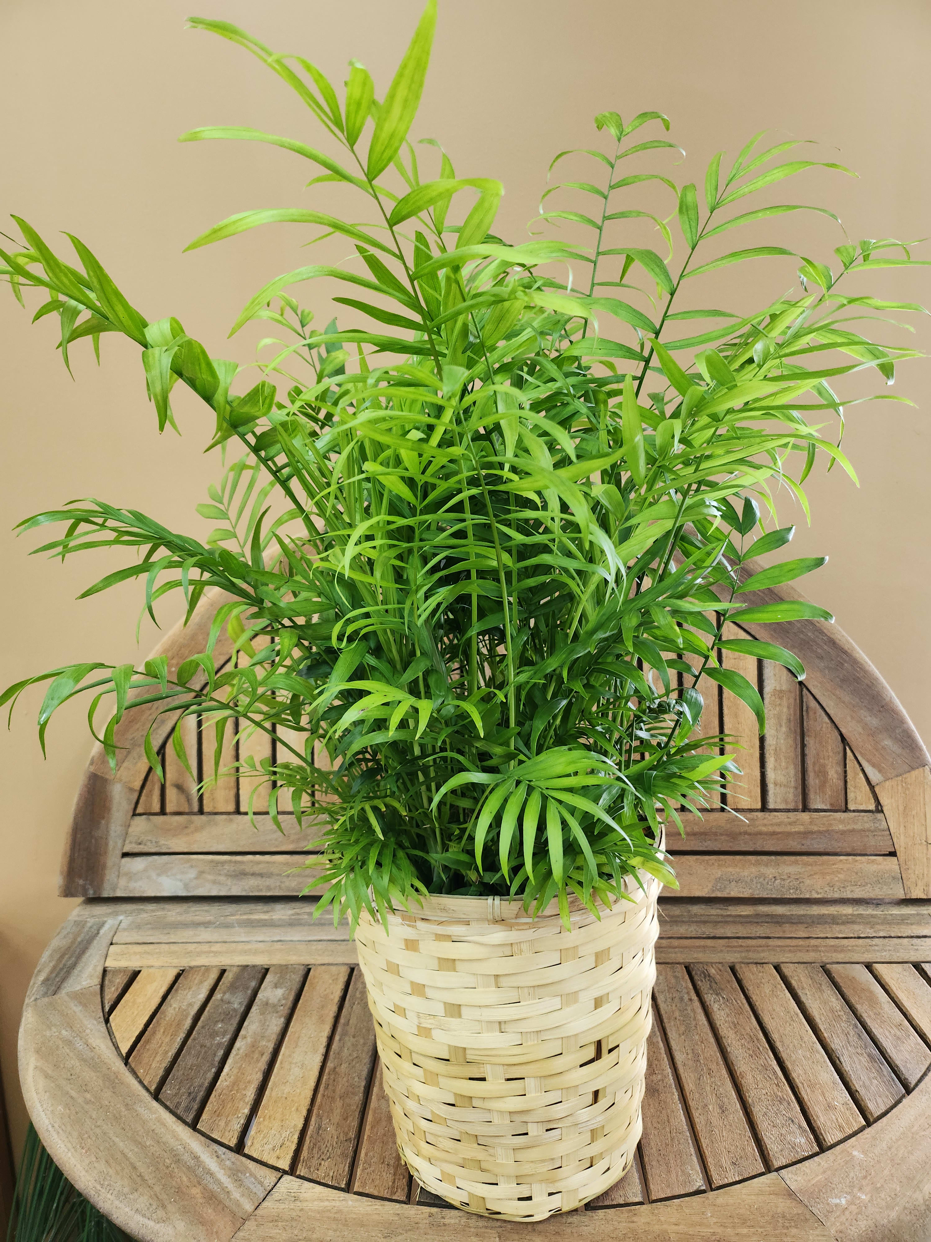 Potted green palm plant in a woven basket