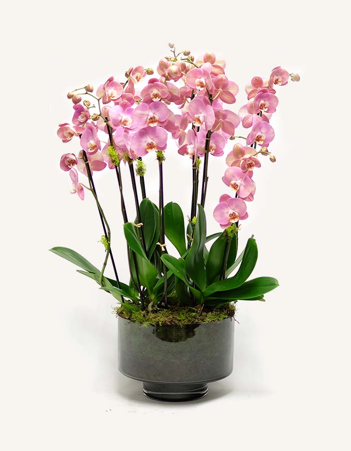 Harmony Phalaenopsis Orchids  -  Luxury Orchid plants are elegant, but not quite as simple as minimalistic Orchid arrangements. Everyone loves these plants and your gift will be appreciated.  orchids are excellent gifts for your colleague at the office, your supervisor or business partners. They also make gorgeous romantic gifts, suitable for an anniversary or any other romantic special occasion. Is your friends birthday coming soon? Order your  orchid gift today and we will deliver it to their doorstep. This orchid plant must be ordered 3 days in advance