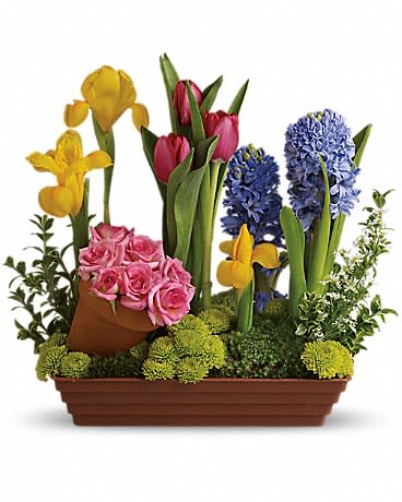 Spring Favorites - With beautiful blossoms (not bulbs) like this, is it any wonder that spring is the favorite season of so many? Amazing colors, awesome blossoms and tantalizing textures are only the beginning. All of spring's favorites are here, including pink spray roses, red tulips, yellow irises, purple hyacinth white monte cassino asters, green button spray chrysanthemums, and springs best greens. Plus, this plethora of pretty petals comes in a delightful terra-cotta pot.