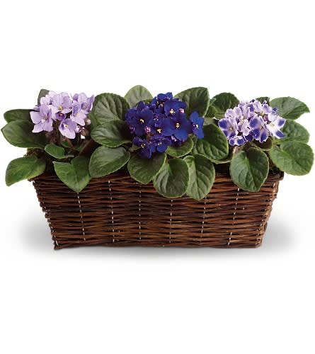 Three flowering plants in a wicker basket planter