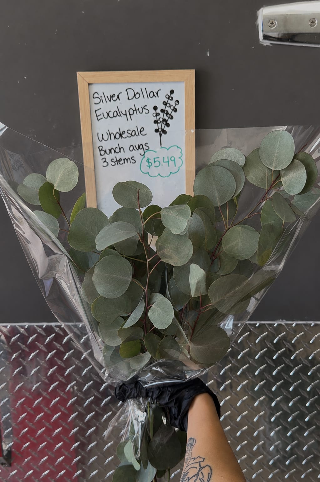 Bundle of silver dollar eucalyptus stems wrapped in plastic