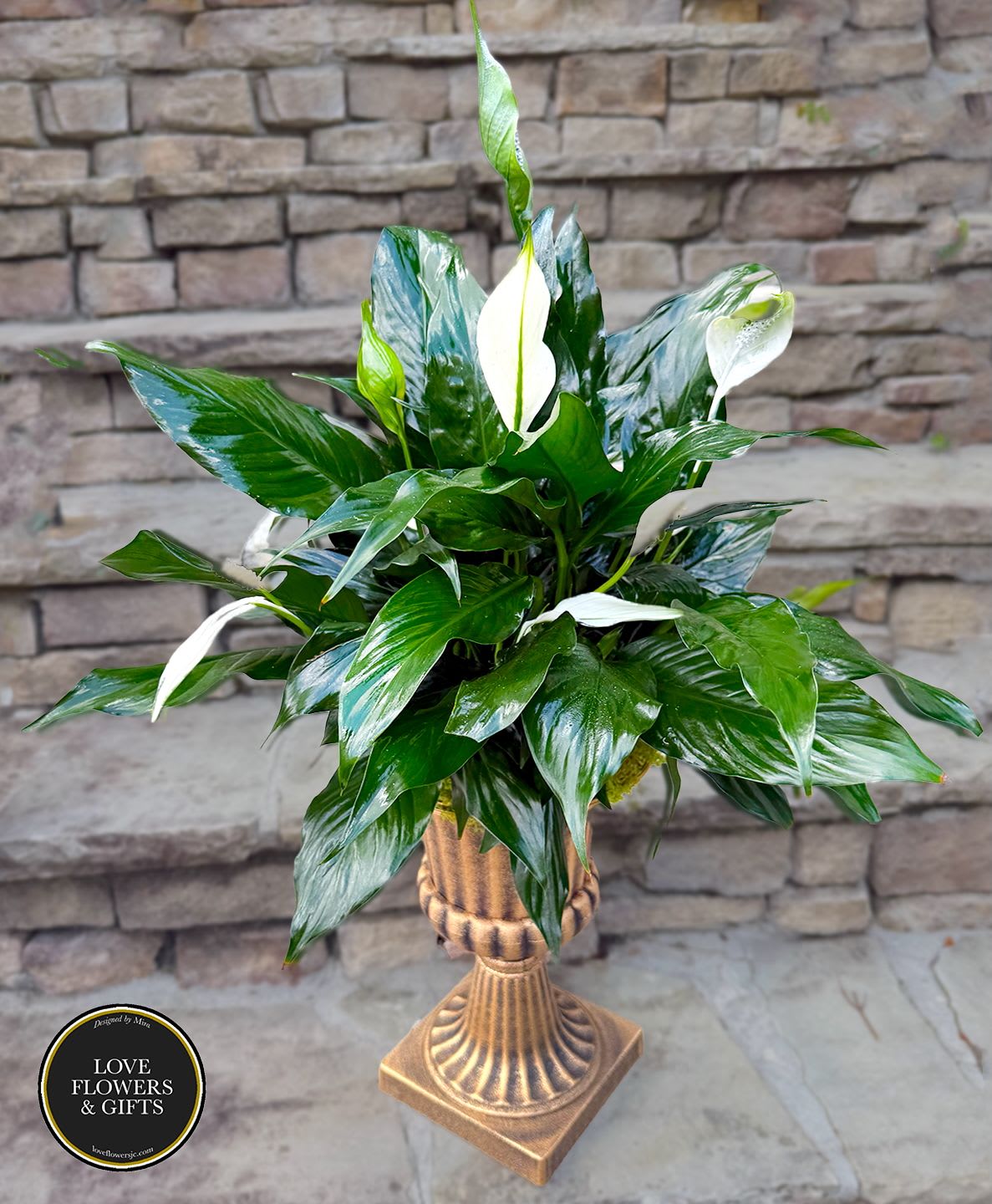 Tall peace lily plant with glossy green leaves in a gold pedestal urn planter