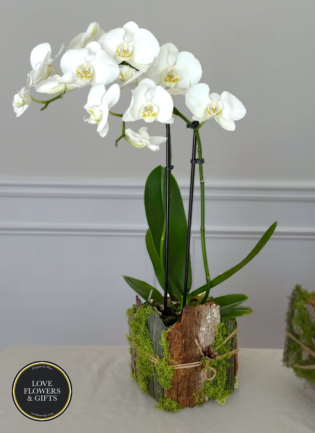 White phalaenopsis orchid plant in a rustic bark-wrapped pot with moss accents on a light table.