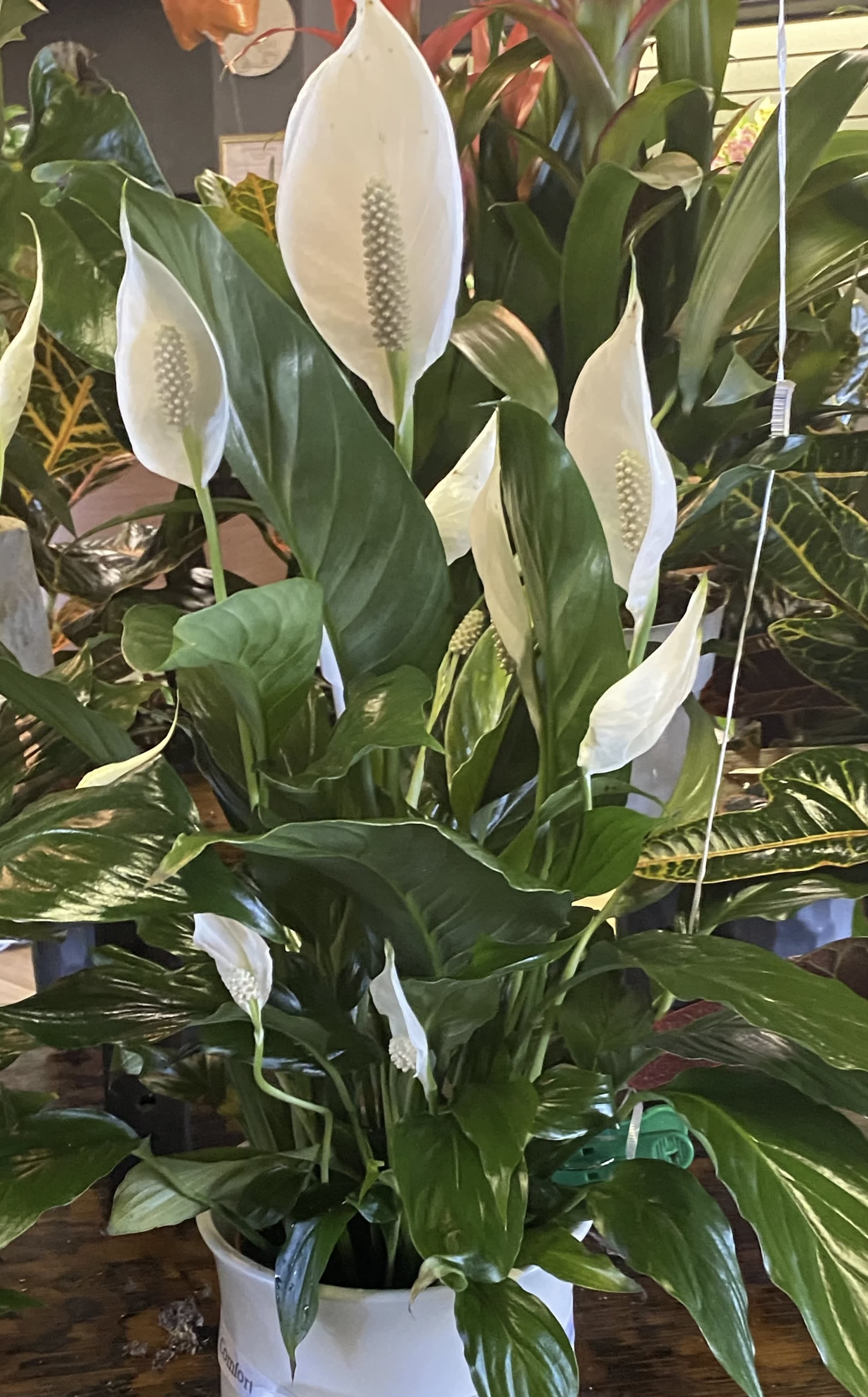 Potted peace lily plant with white blooms and glossy green leaves