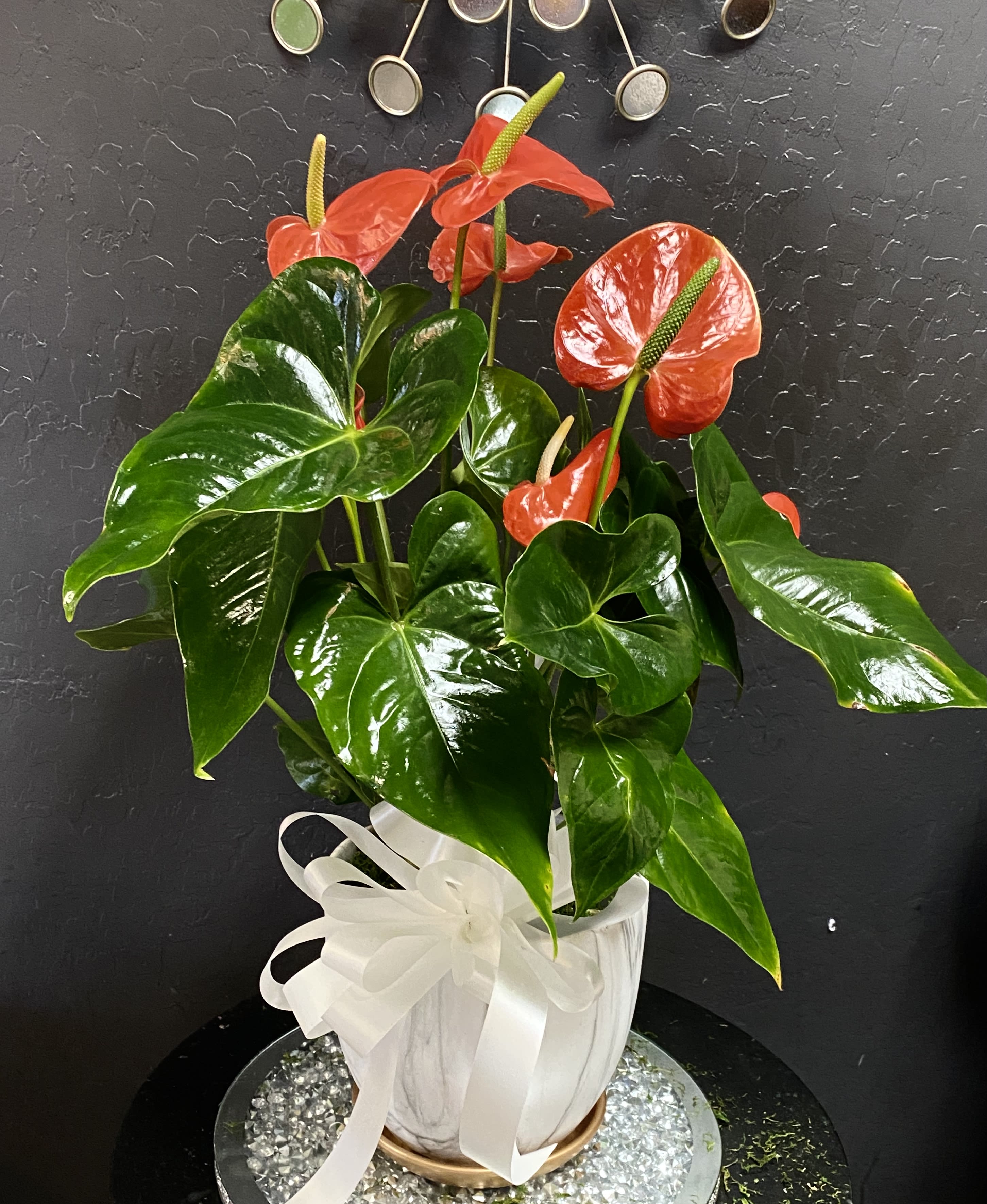 Potted anthurium plant with red blooms in a white ribboned pot