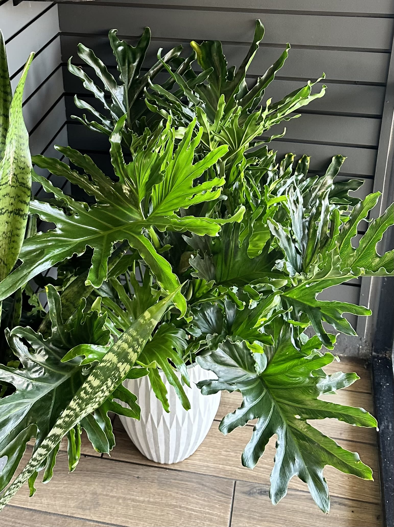 Potted tropical plant with large split green leaves in a white planter