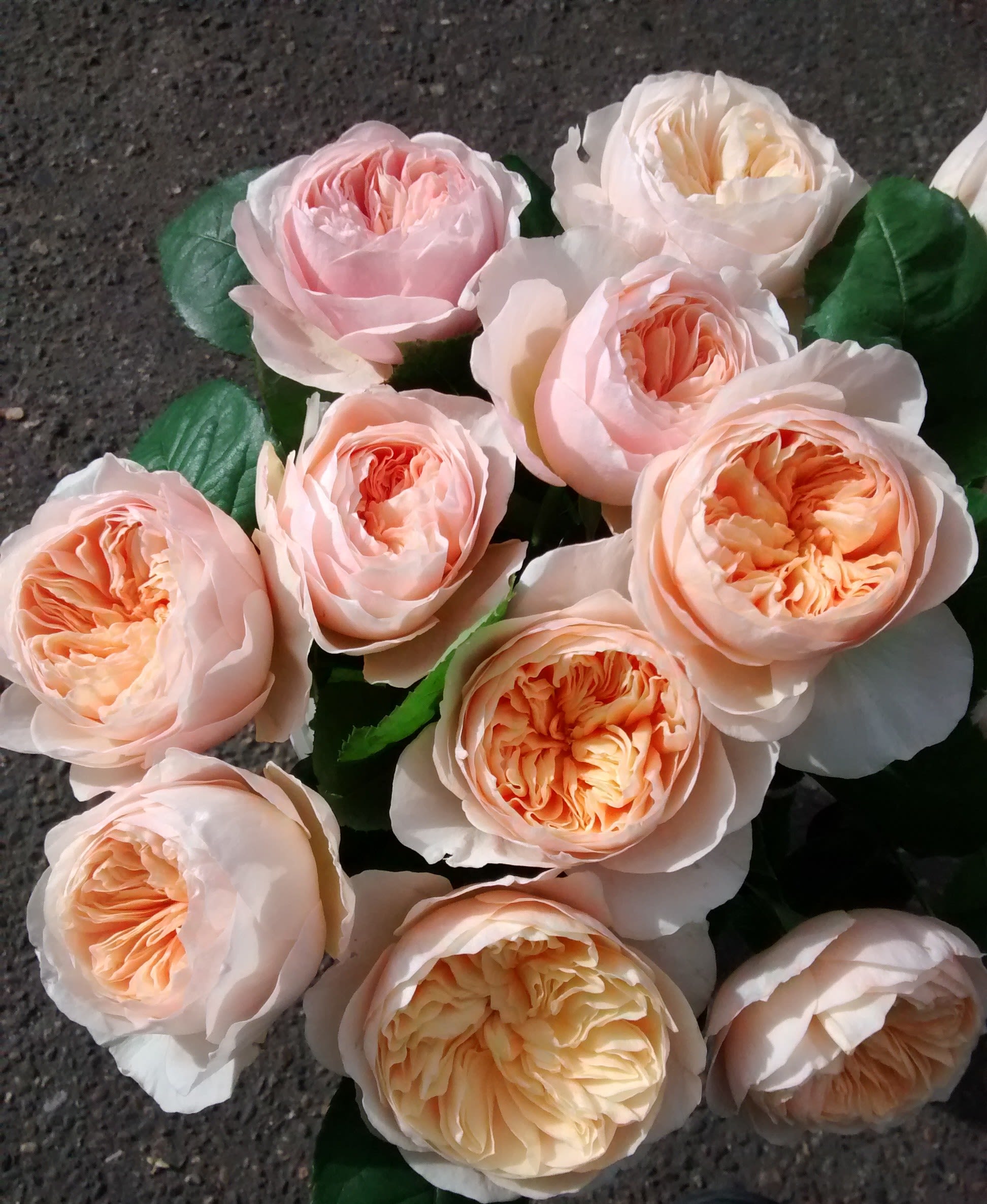 Cluster of blush and peach garden-style roses with densely ruffled centers
