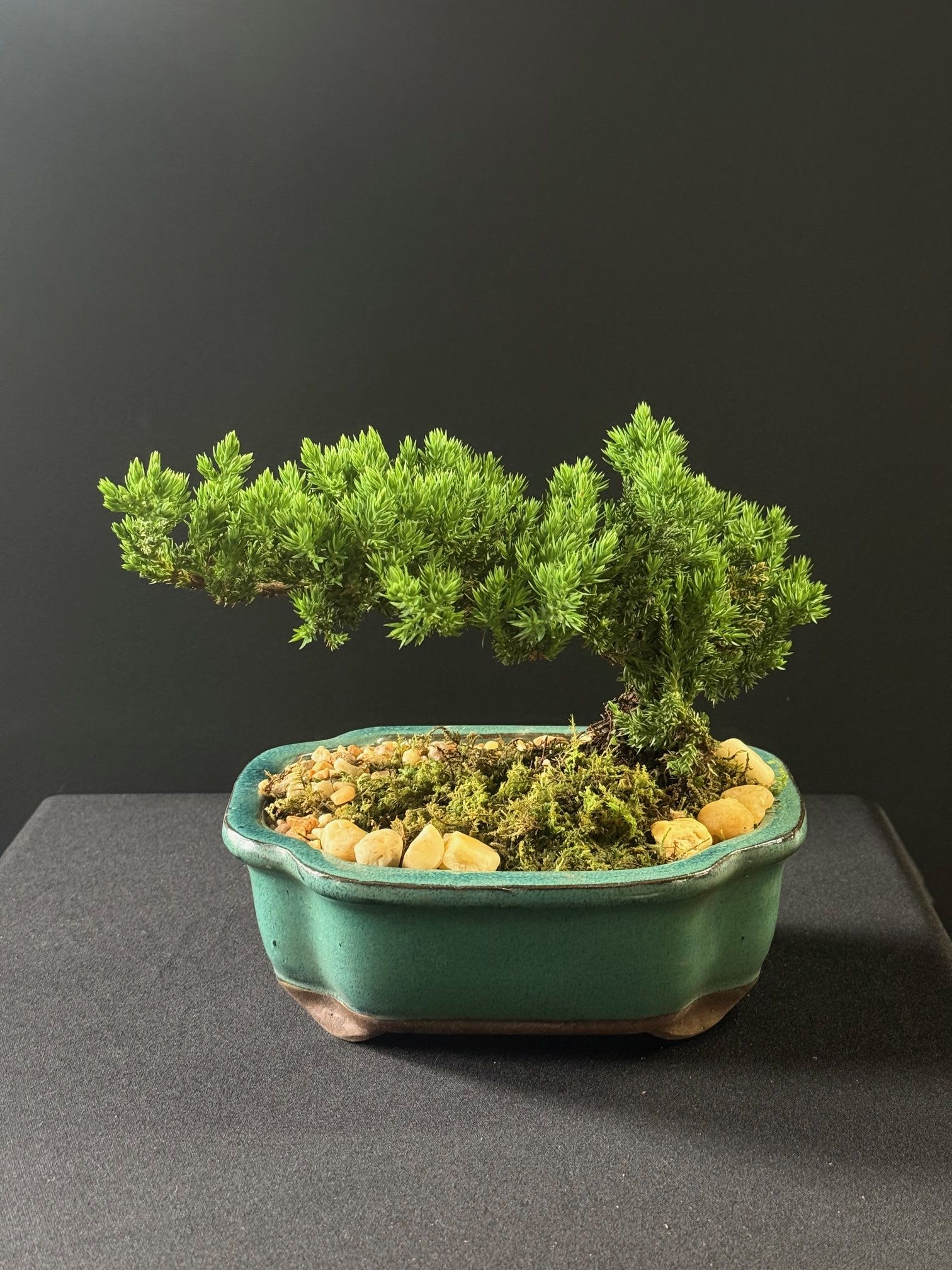 Japanese Juniper - Small bonsai-style Japanese juniper in bright green, arranged in a turquoise ceramic planter with moss and pebbles-calm, sculptural greenery perfect for minimalist décor.
