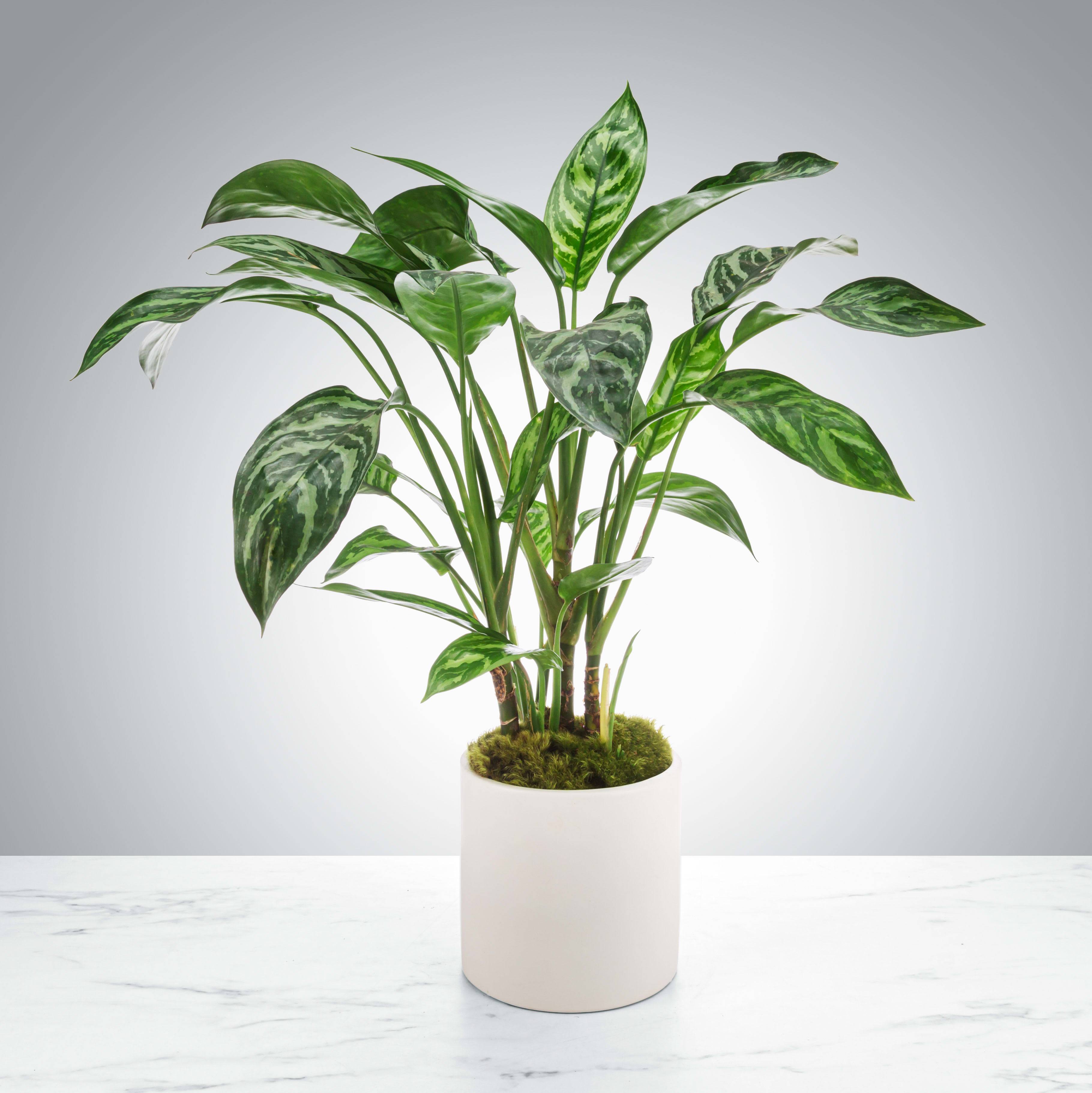Dumb Cane Plant  - Dumb cane plants do well when you keep the top layer of soil wet, but be careful to not overwater! They like filtered light and can improve any space aesthetically. Send one as a thank you gift for a job well done or as a congratulations award.