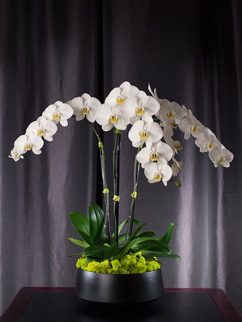 White orchids arranged in a black round container