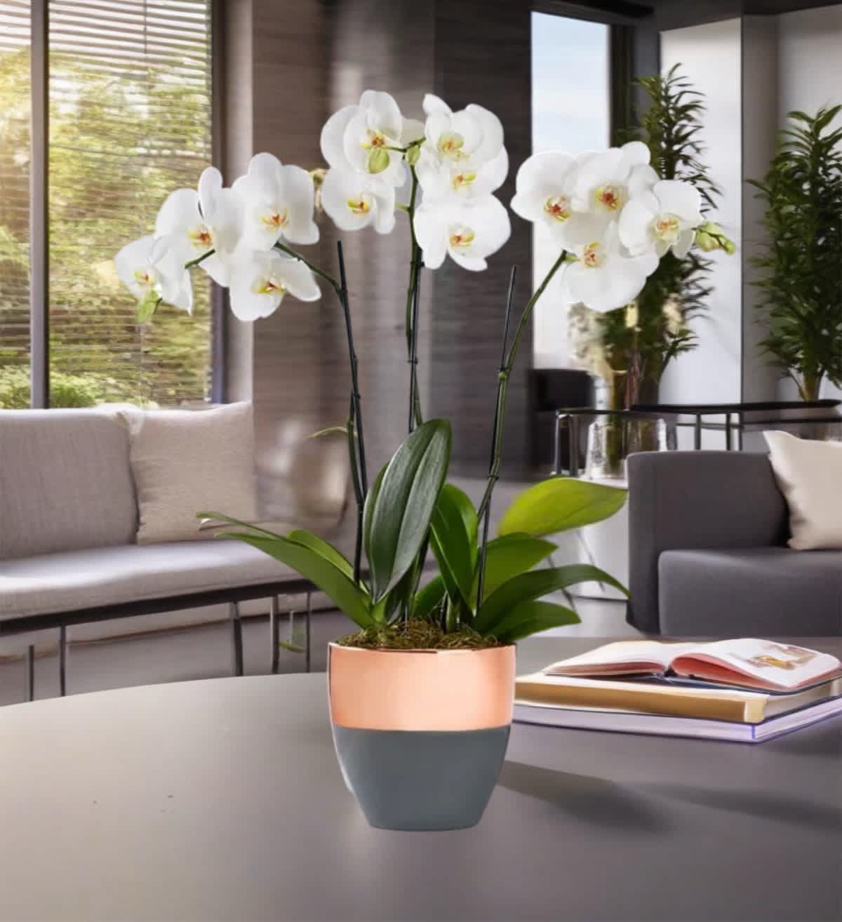 White orchid plant in a two-tone pot on a table
