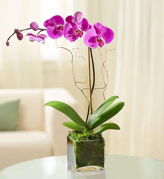 Pink orchid plant in a square glass vase