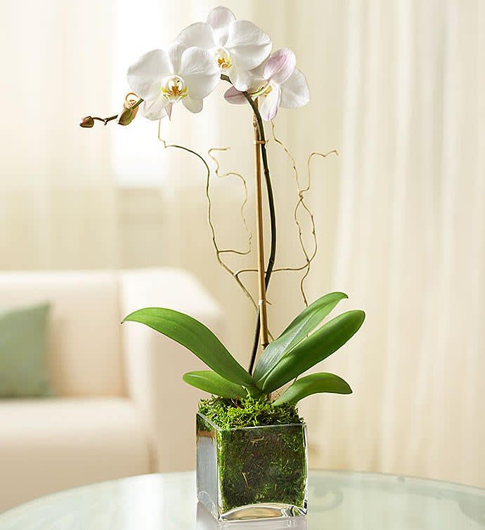White orchid plant in a square glass vase with moss