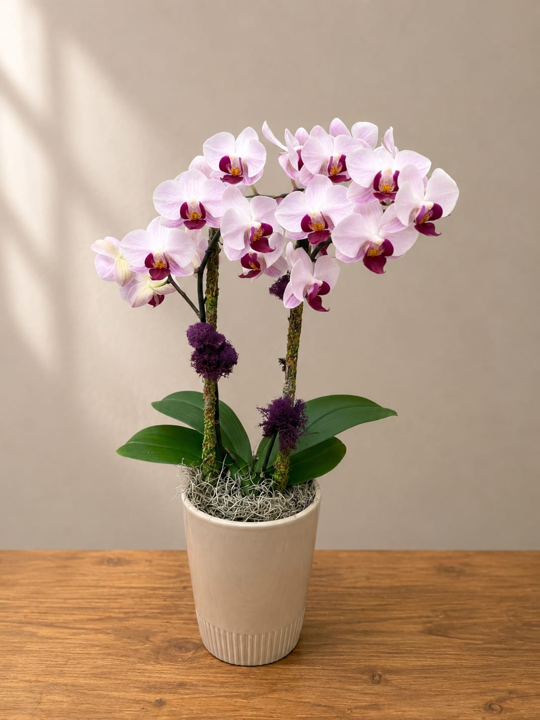 Potted pink orchids in a beige ceramic pot