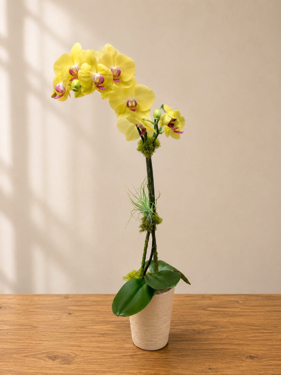 Yellow orchid arrangement in a beige pot