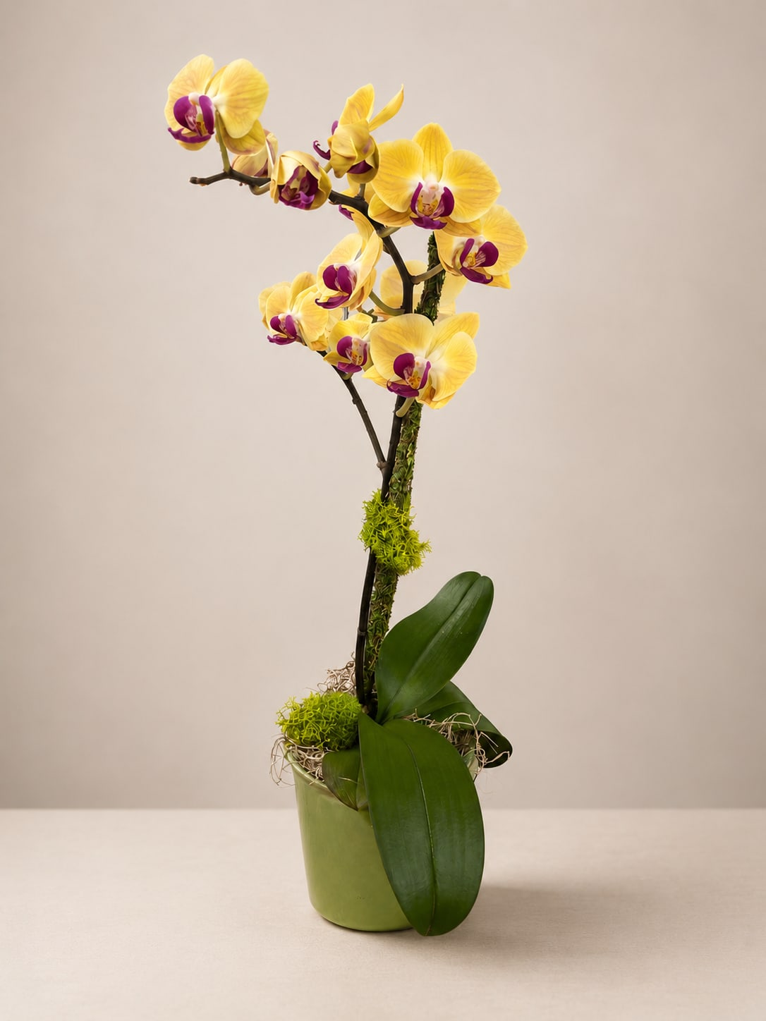 Yellow and purple orchid arrangement in a green pot