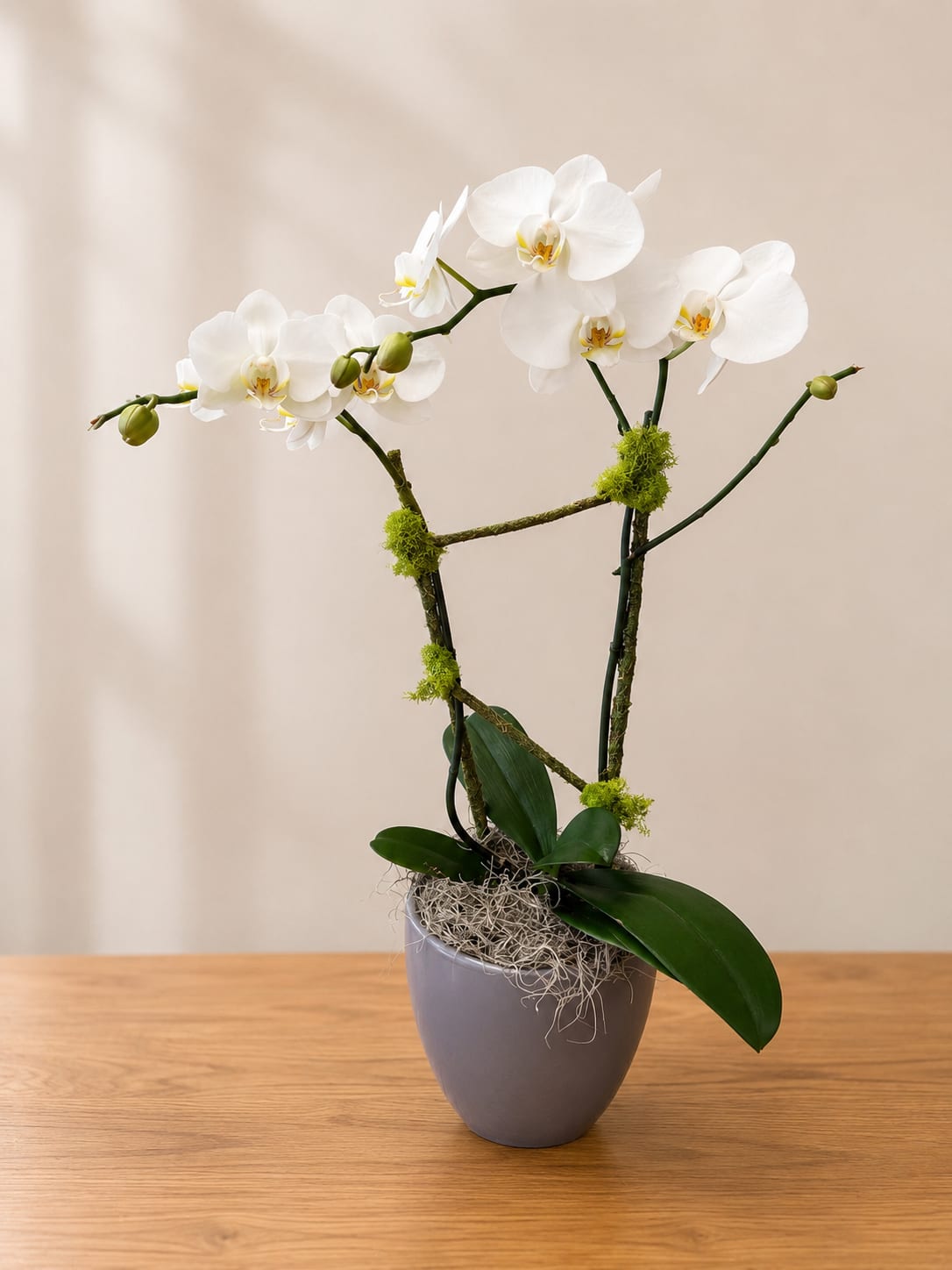 White orchid plant in a gray pot with moss accents