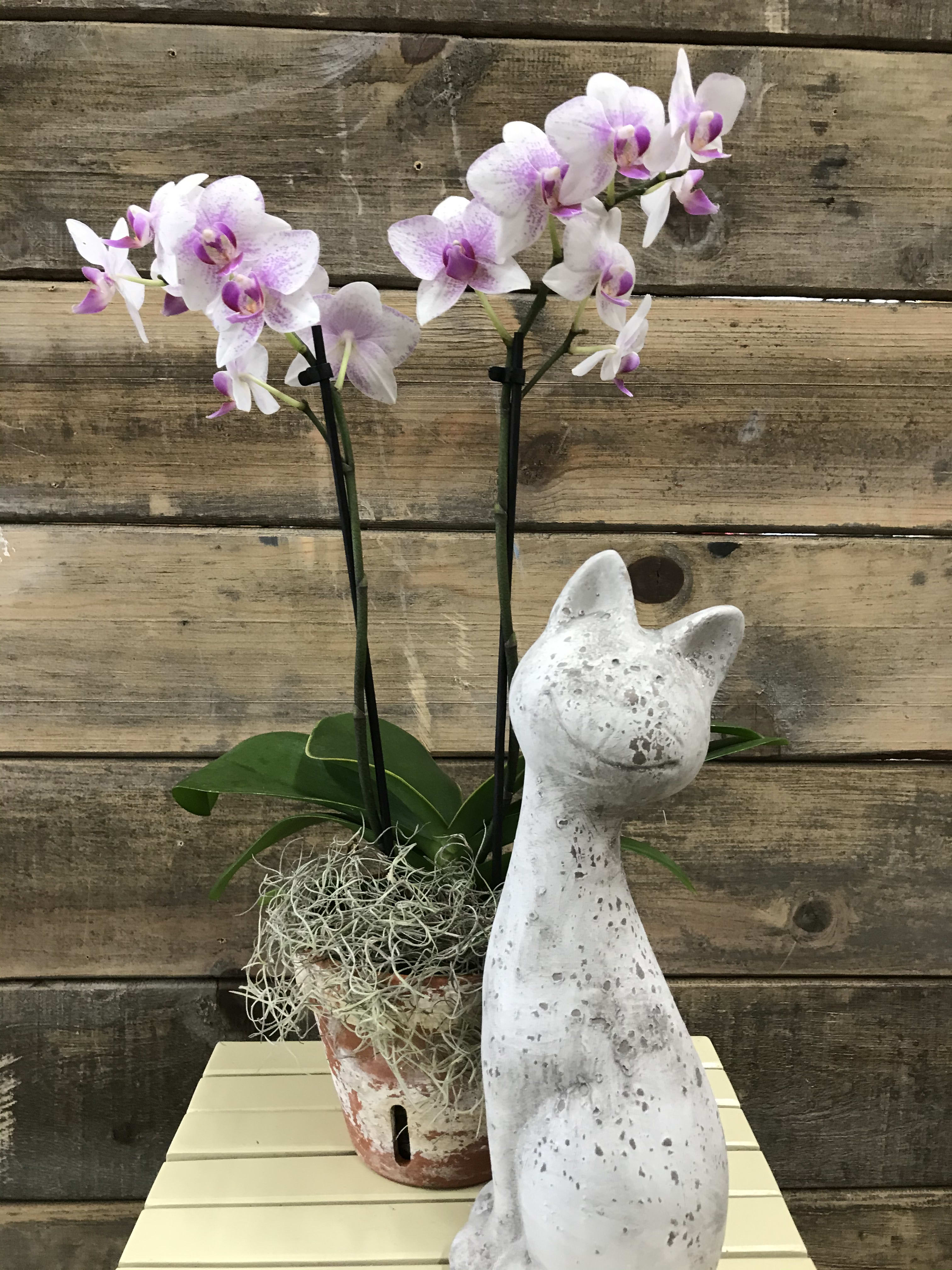 Potted orchid with pink-white blooms beside a white cat statue