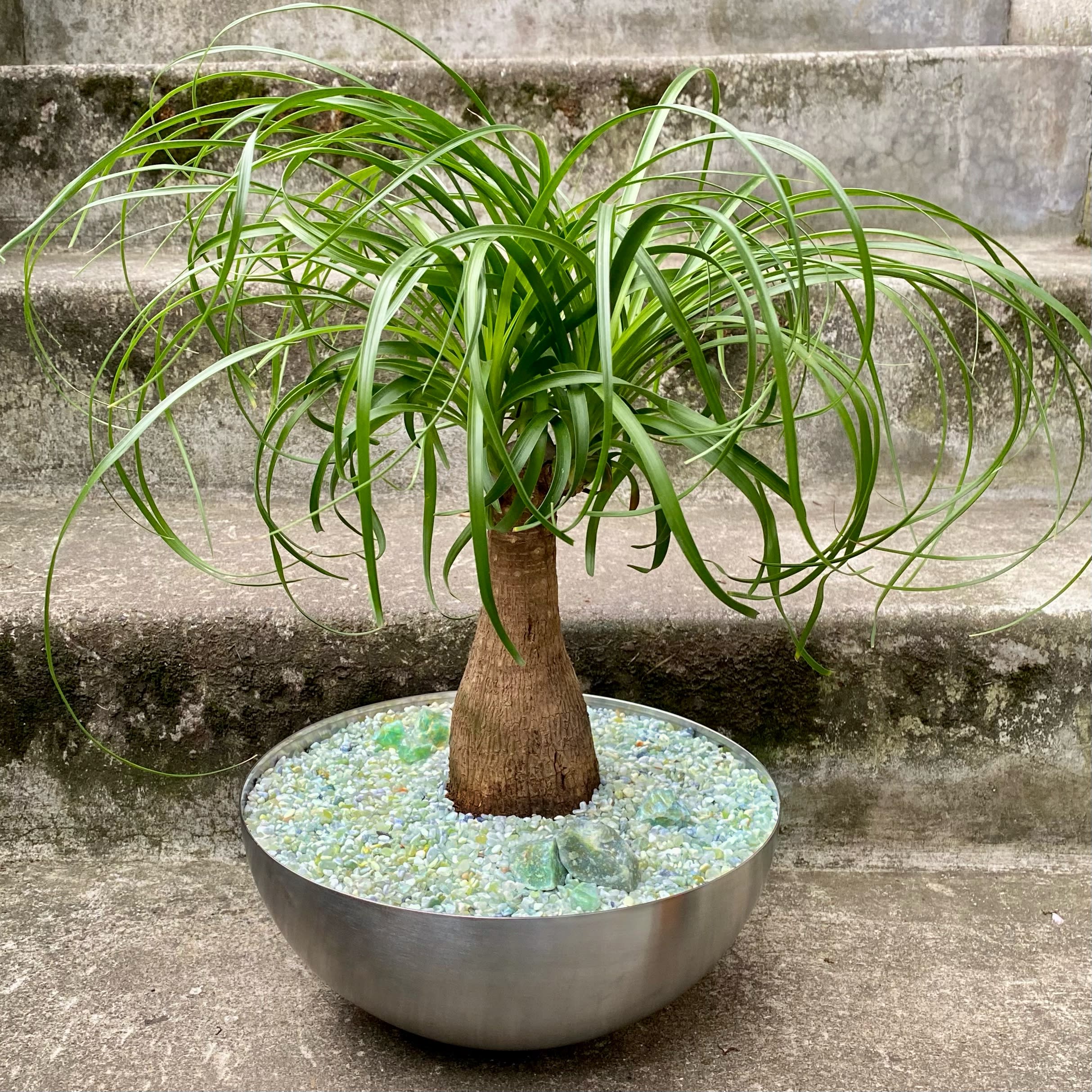 Potted ponytail palm in a round metal planter with decorative stones