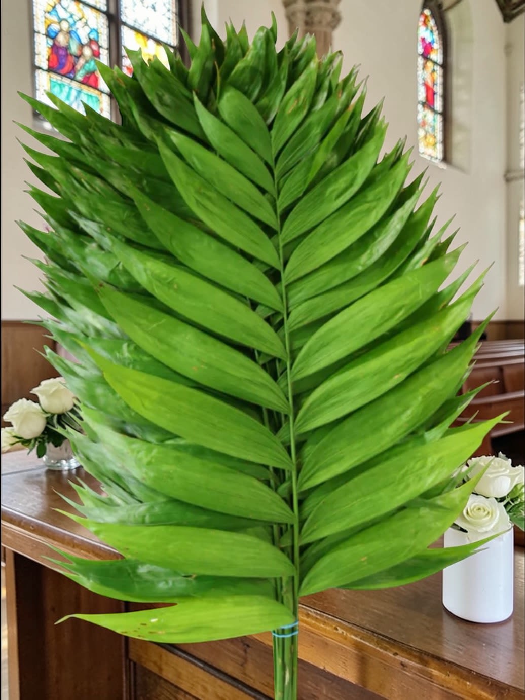 Palm Sunday Branches  - (PRICED PER STEM)  Ministry: Fresh Palm Sunday branches are a meaningful symbol of faith, remembrance, and renewal during the Easter season, honoring Jesus’ triumphant entry into Jerusalem.  Traditionally carried during church services and often displayed in homes throughout Holy Week, palms serve as a simple yet powerful expression of worship and reflection.  Fresh, natural, and easy to distribute, they are ideal for congregational use, Palm Sunday services, and ministry needs.  Available for local delivery through Aspen Tower Florist, serving Greensburg and Shelbyville along with Rushville, Batesville, Westport, Oldenburg, St. Paul, Waldron, Milroy, and Hope.
