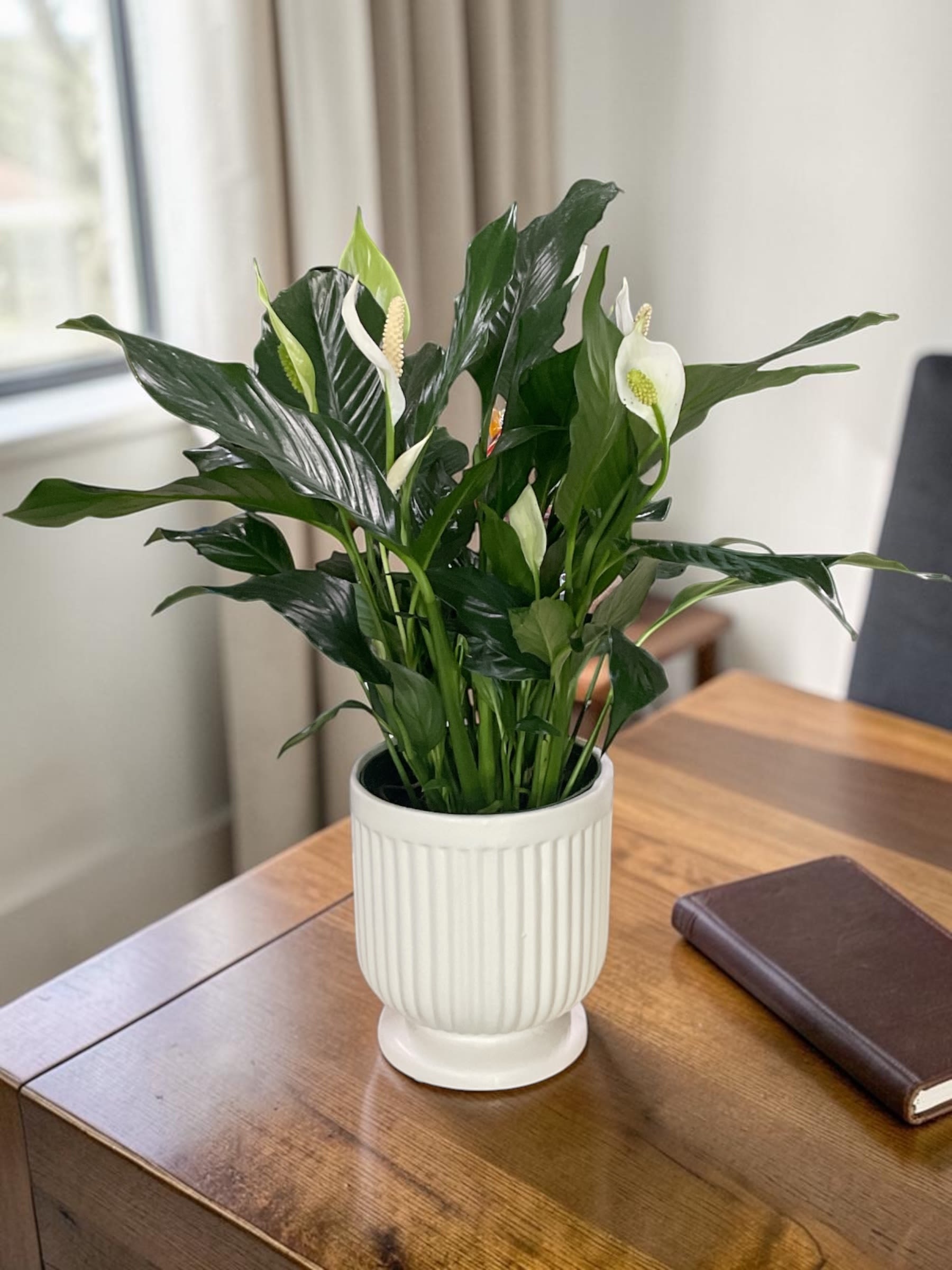 Comfort Planter Peace Lily  - Graceful, elegant, and easy to care for, the Peace Lily is a timeless plant for home or office. With glossy deep green leaves and natural white blooms, it brings a calm, polished touch to any space.  Thriving in typical indoor conditions and tolerating lower light, it’s a reliable choice for desks, living areas, and workspaces. A thoughtful gift for sympathy, birthdays, thank you, thinking of you, or everyday occasions.  Available in 6-inch and 8-inch sizes, each Peace Lily is presented in a classic white ceramic pot for a clean, versatile display. Local plant delivery available from Aspen Tower Florist in Greensburg, IN and surrounding areas.