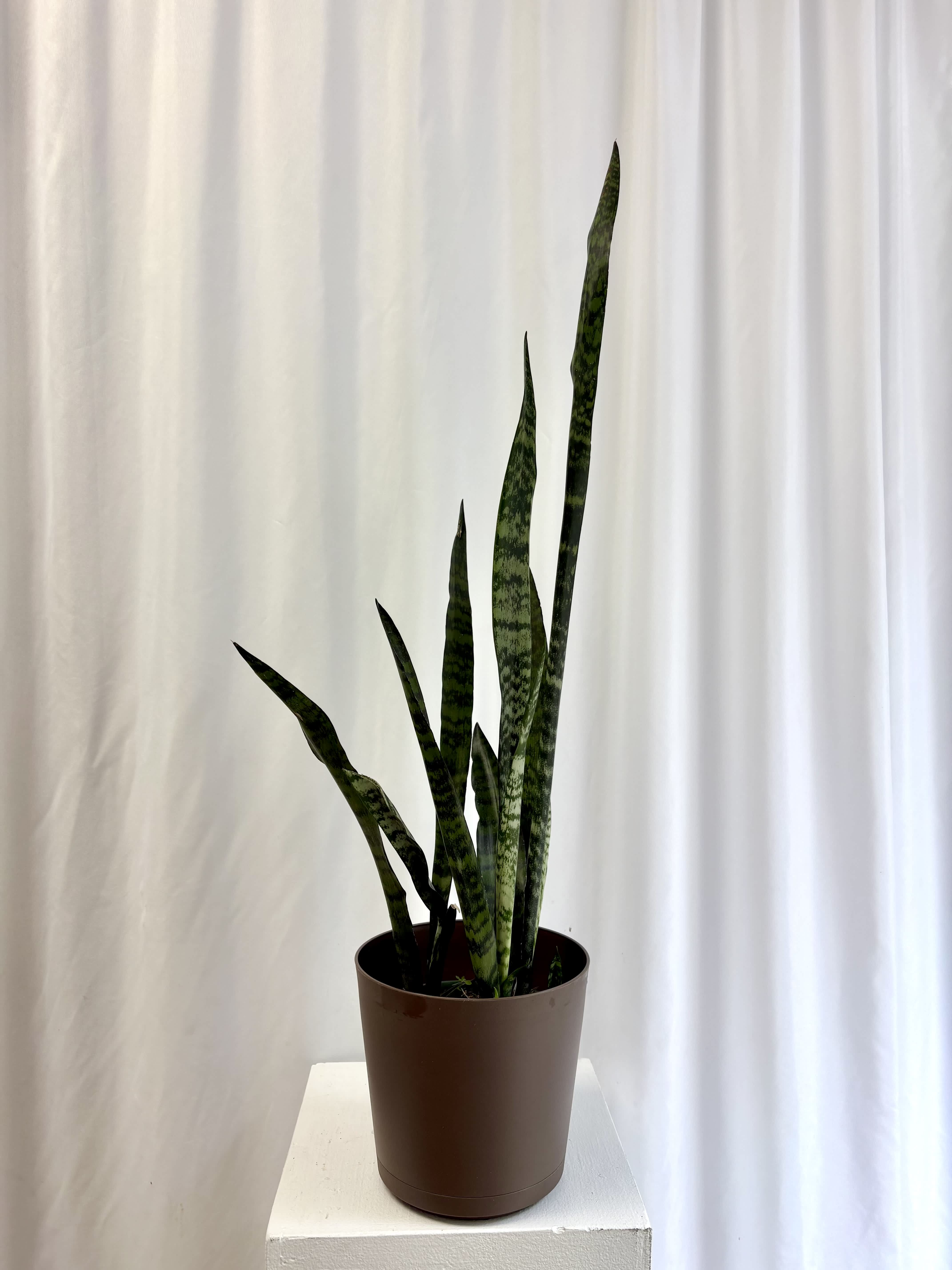 Potted snake plant with tall striped leaves in a brown container