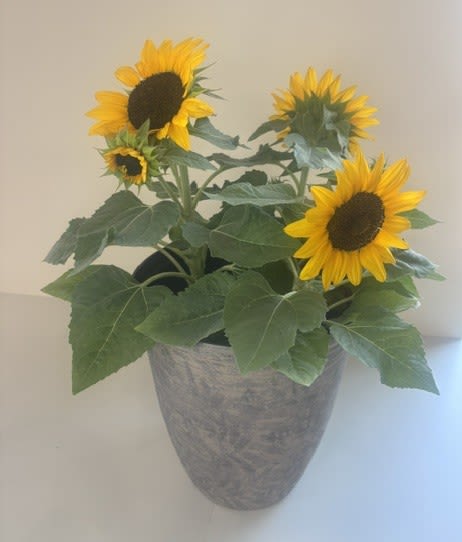 Hello Sunshine Sunflower - Bring a touch of sunshine to any home or patio with our beautiful 8" Planted Sunflower. Bursting with vibrant golden blooms and lush green foliage, this cheerful planter adds instant warmth and color to any space. Perfect as a thoughtful gift or a bright addition to your own décor, this easy-to-enjoy sunflower arrives planted in an 8-inch pot and is ready to display. With proper care and plenty of sunlight, it will continue to brighten days with its stunning blooms.