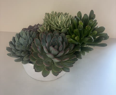 Timeless Succulent Garden - Bring natural beauty indoors with our 10" Succulent Garden, a stunning collection of hardy succulents thoughtfully arranged in a decorative planter. Featuring a variety of textures, shapes, and shades of green, this low-maintenance garden adds a modern touch to homes, offices, and any living space. Perfect for birthdays, housewarmings, thank-you gifts, or simply treating yourself, this long-lasting succulent garden is easy to care for and thrives with bright, indirect light and occasional watering. Each garden is uniquely designed, making every arrangement one of a kind.