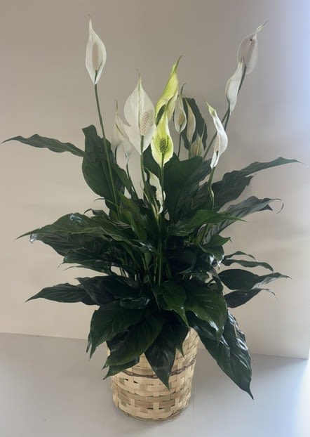 8" Classic Peace Lily Basket - Our 8" Peace Lily in a Basket is a timeless green plant that brings natural beauty and tranquility to any home or office. Presented in a classic woven basket, this elegant Spathiphyllum features lush green foliage and graceful white blooms when in season. Known for its easy care and long-lasting appeal, the Peace Lily makes a thoughtful gift for birthdays, sympathy, get well wishes, housewarmings, or simply to brighten someone's day. Place in bright, indirect light and water when the soil begins to dry for best results. Basket style may vary based on availability.