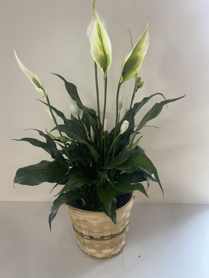 6" Classic Peace Lily Basket - Our 6" Peace Lily in a Basket is a timeless green plant that brings natural beauty and tranquility to any home or office. Presented in a classic woven basket, this elegant Spathiphyllum features lush green foliage and graceful white blooms when in season. Known for its easy care and long-lasting appeal, the Peace Lily makes a thoughtful gift for birthdays, sympathy, get well wishes, housewarmings, or simply to brighten someone's day. Place in bright, indirect light and water when the soil begins to dry for best results. Basket style may vary based on availability.