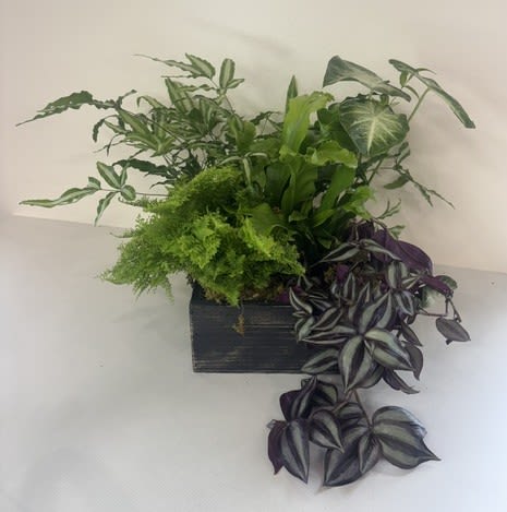 10" Grand Dish Garden - Our 10" Grand Dish Garden features five lush 5" plants arranged in a rustic wooden box and finished with natural preserved moss. This elegant plant garden makes a thoughtful gift for sympathy, birthdays, housewarmings, or any occasion, bringing lasting beauty to any home or office.  Plant varieties may vary based on seasonal availability.
