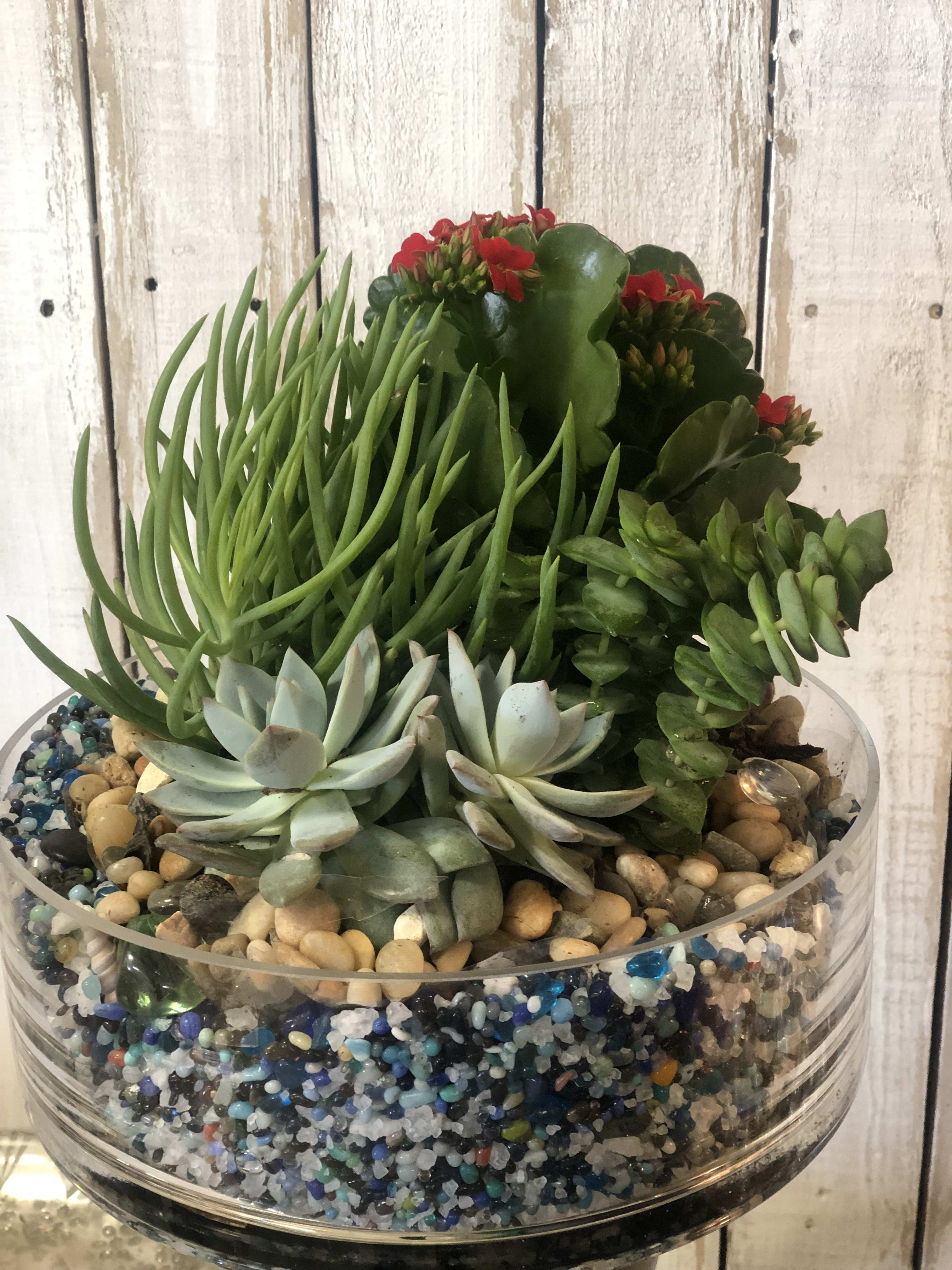  Succulent Garden  - step into a world of blooming beauty! this enchanting garden design captures the perfect ballance of color, textures and elegance. Whether you're dreaming of a lush outdoor space or a garden inspired succulent garden were here to bring your vision to life. visit us for custom designs that transform any space into a masterpiece this is a wonderful  Valentines gift 
