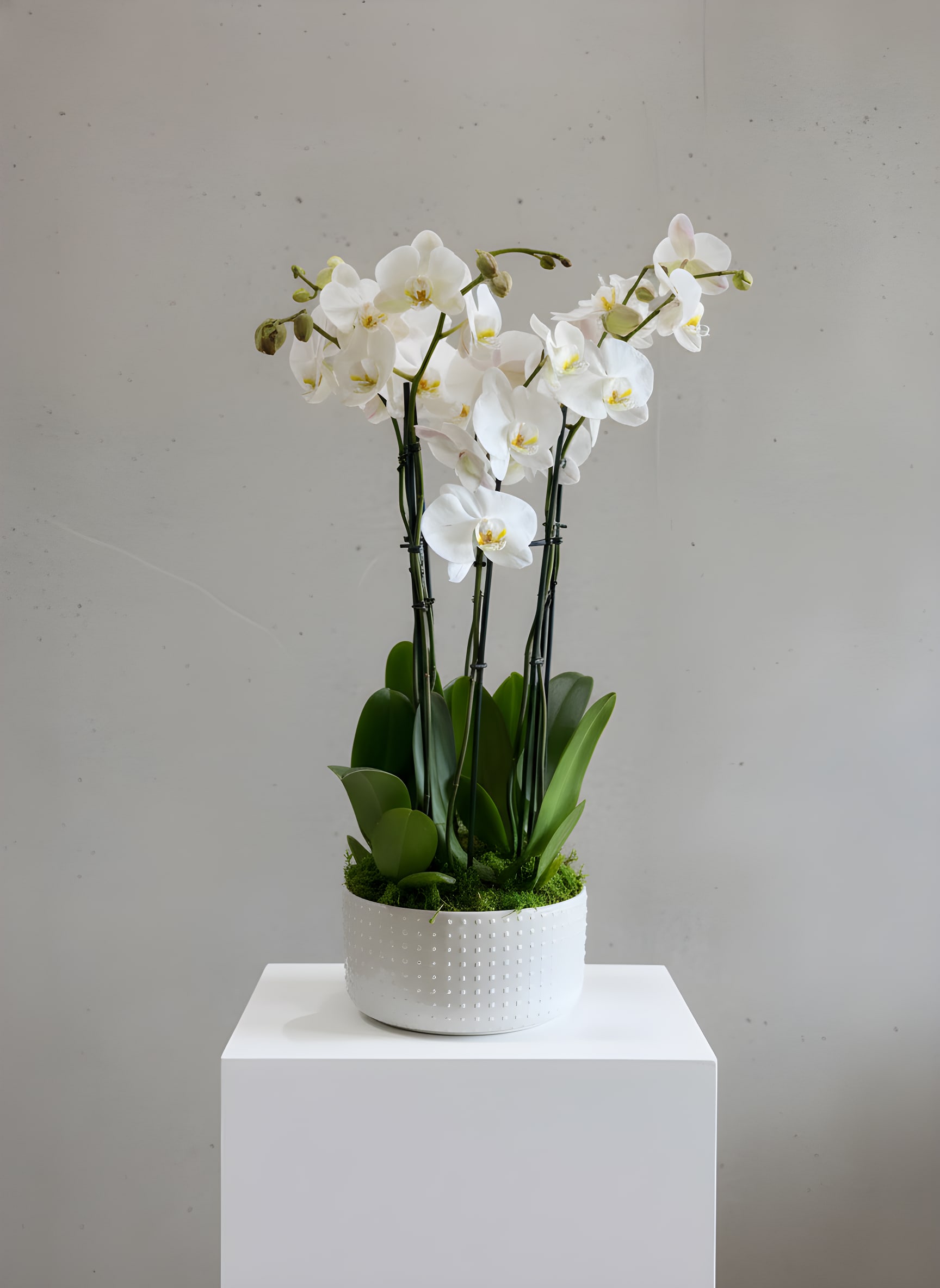 Lux Orchid Plants  - Tall stems of white Phalaenopsis orchids create a serene, sculptural display-perfect as an elegant birthday gift, a sympathy arrangement, or a refined housewarming present. The vertical composition and minimalist color palette of white and green give this orchid plant a calm, sophisticated presence that will make the person you're thinking of feel truly seen and cared for.  Several long white phalaenopsis stems rise from a compact base of broad green leaves, planted in a white textured ceramic pot. The surface is finished with natural moss for a polished, contemporary look; the overall size and clean lines suit tabletops, office desks, or entryway consoles. Phalaenopsis orchids reward gentle care: keep in bright, indirect light, water sparingly when the potting mix feels dry, and they will continue to bloom and charm for weeks to come.