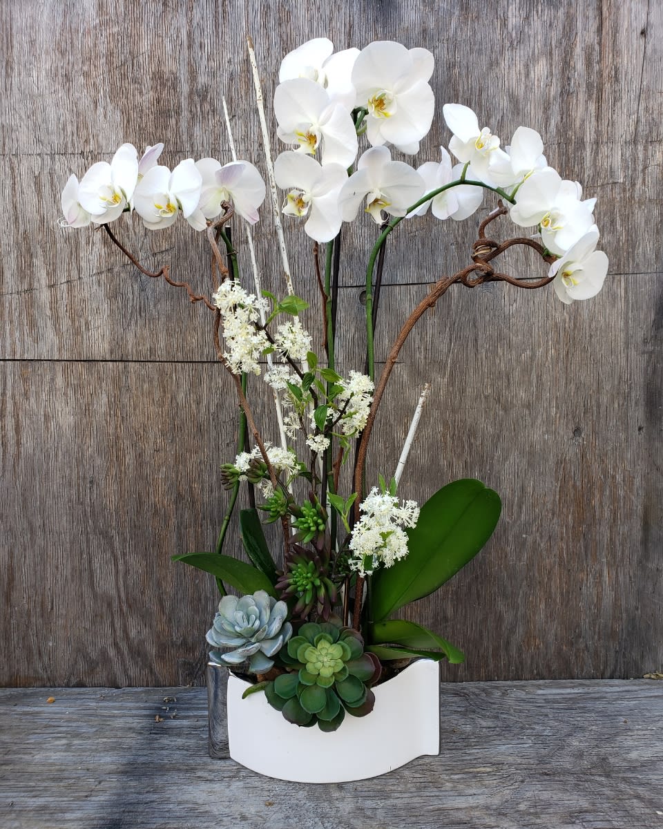 White orchids arranged with succulents in a white container