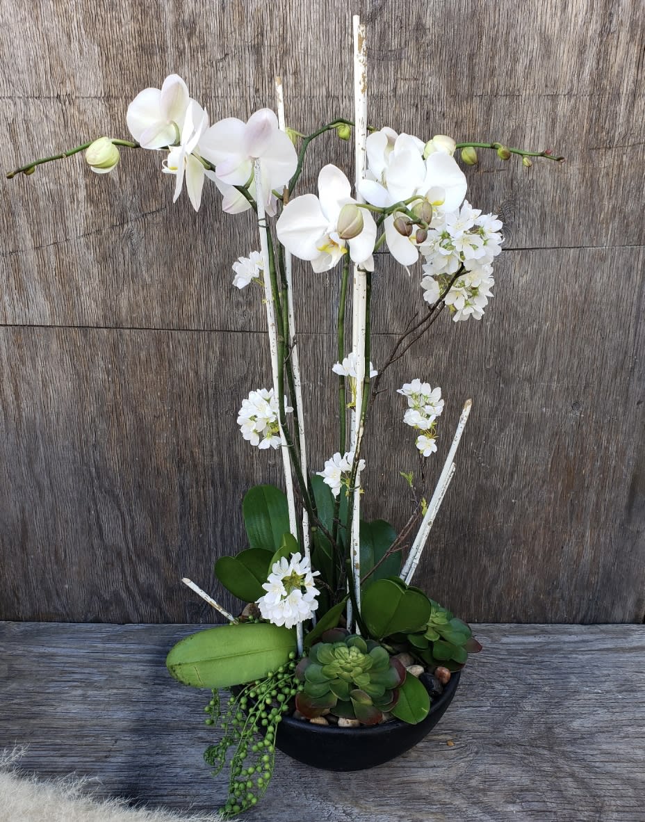 White orchids and succulents arranged in a black bowl